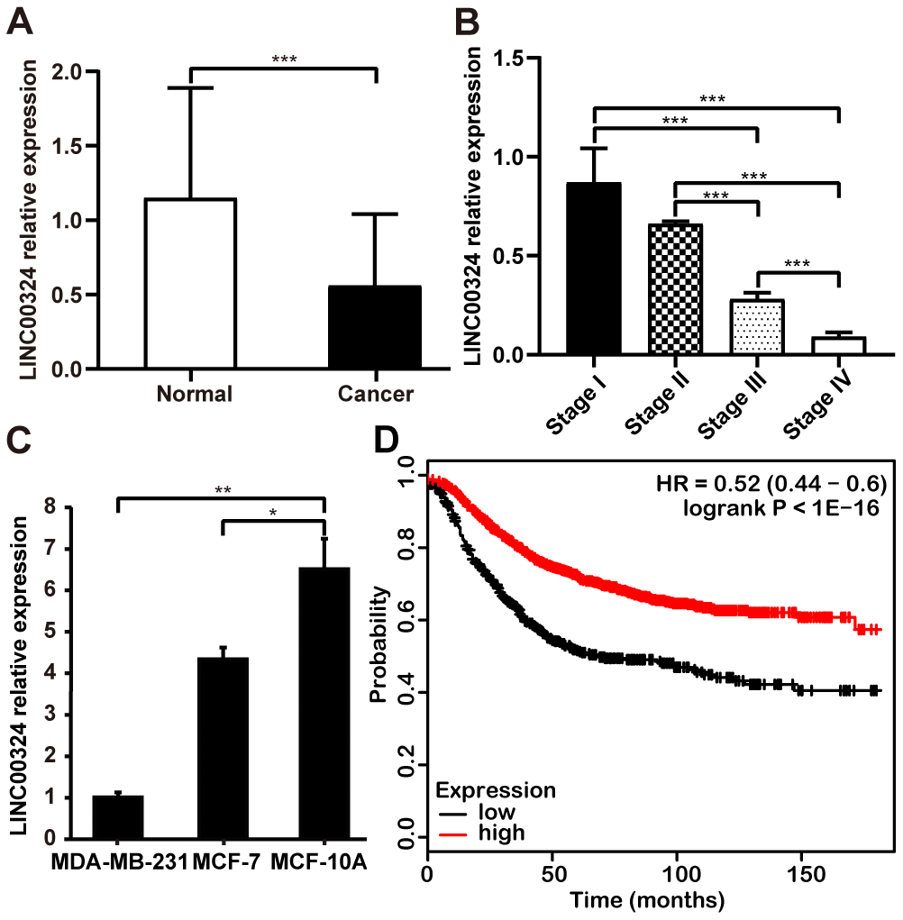 Downregulation of LINC00034 expression predicts worse prognosis for patients with breast cancer. (A) qRT-PCR analysis of LINC00324 expression in breast cancer tissues and paired adjecent normal tissues after normalization to GAPDH. (B) qRT-PCR analysis of LINC00324 expression in different TNM stages after normalization to GAPDH. (C) qRT-PCR analysis of LINC00324 expression in MDA-MB-231, MCF-7, and MCF-10A cells, after normalization to GAPDH. (D) Kaplan–Meier analysis for overall survival based on low and high LINC00324 expression levels (the KM Plotter database). All data are shown as means ± SEM. * P P P C).