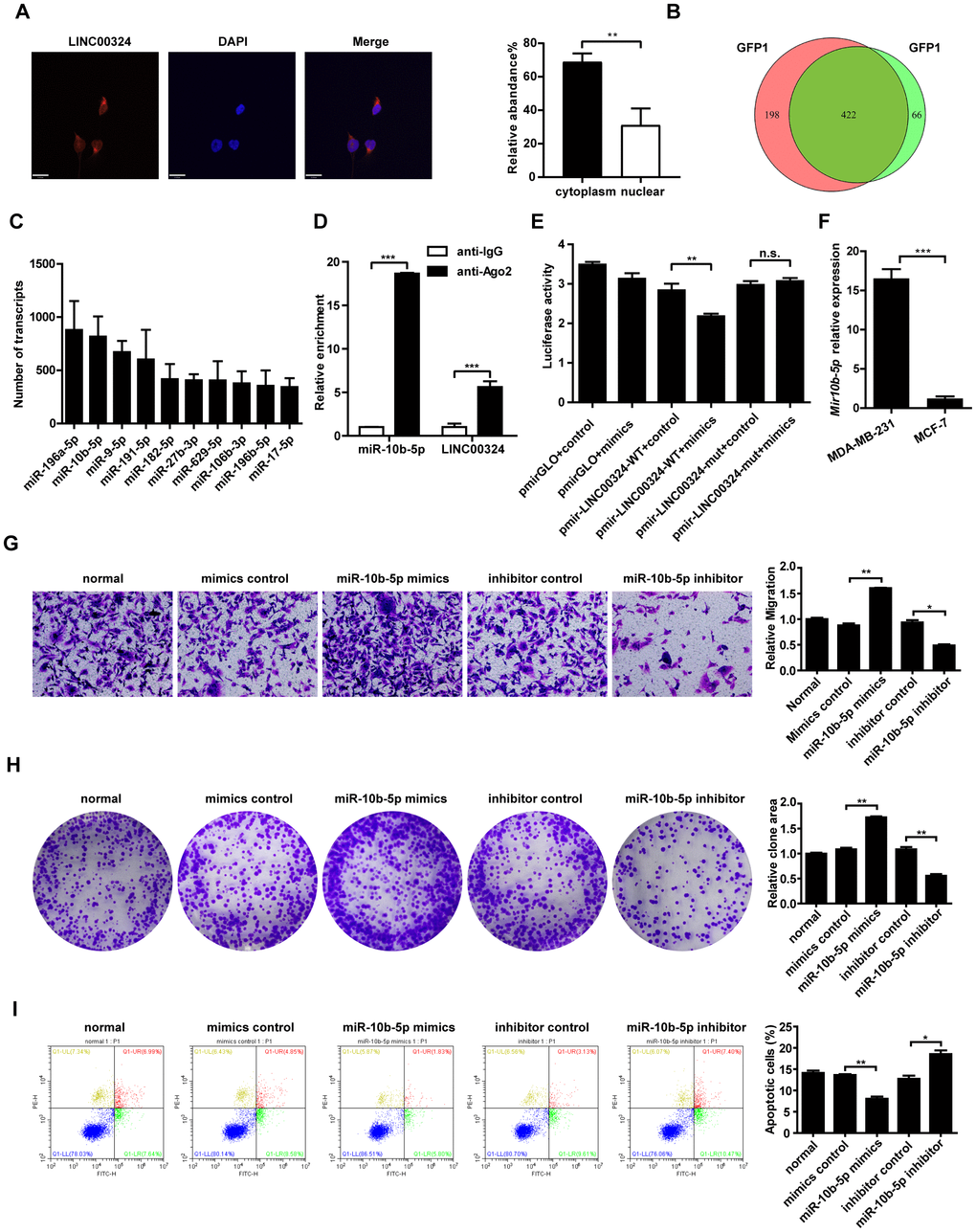 Candidate miRNAs scanning, verification, and function correlation with LINC00324. (A) FISH assay was performed to detect the subcellular distribution of LINC00324 in MDA-MB-231 cells. The LINC00324 probe mix and control RNA probe mix were labeled with Cy3. DAPI was used to counterstain the nuclei. The high resolution images were captured with a laser scanning confocal microscope. (B) Wayne diagram indicates the overlap microRNA transcrips of two independent groups. (C) Top ten potential LINC00324 bound reads from MS2-RIP-seq. (D) RIP assays showing the association of LINC00324 with miR-10b-5p in MDA-MB-231 cells. (E) MDA-MB-231 cells were co-transfected with LINC00324- 3′ UTR wild type or LINC00324- 3′ UTR mutation reporter plasmids, together with miR-10b-5p mimic or mimic negative control and then subjected to the luciferase assay. (F) Relative expression of miR-10b-5p in MDA-MB-231 and MCF-7 cells. (G) Migration ability of MDA-MB-231 cells determined by Transwell assay. (H) Colony formation assays performed with MDA-MB-231 cells transfected with miR-10b-5p mimics, miR-10b-5p inhibitor, or negative control. (I) Flow cytometry analysis of the percentage of apoptotic MDA-MB-231 cells with miR-10b-5p mimics or miR-10b-5p inhibitor. All data are shown as means ± SEM. * P P P D–F), or are representative of three independent experiments with similar results (A, G, H, I).