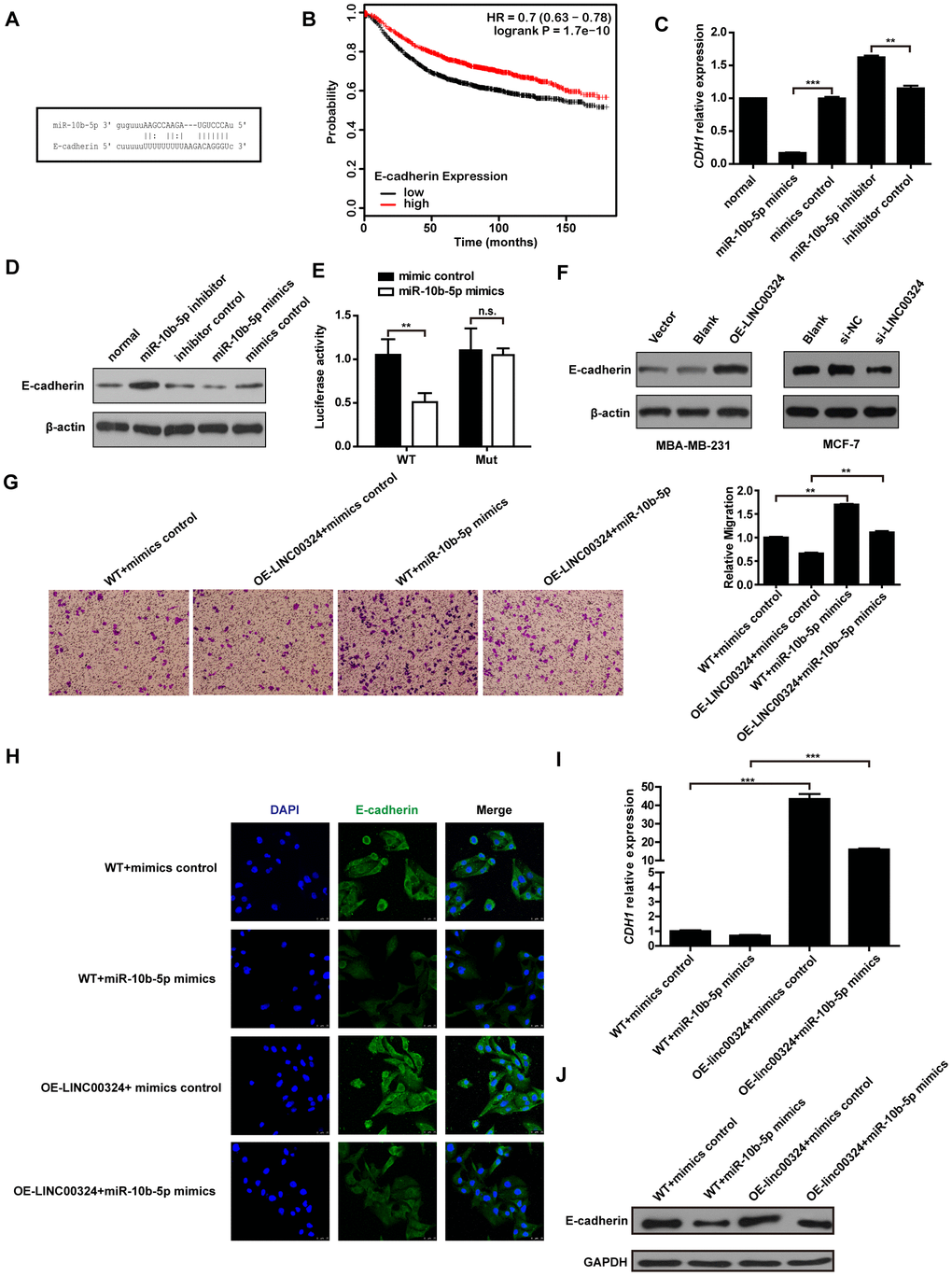 LINC00324 restored E-cadherin expression by sponging miR-10b-5p. (A) Binding site of miR-10b-5p on E-cadherin. (B) Kaplan–Meier analysis for overall survival based on low and high E-cadherin levels (the KM Plotter database). (C) Relative expression of CDH1 in MDA-MB-231 cells transfected with miR-10b-5p mimics or inhibitor. (D) Western blot analysis of E-cadherin protein expression in MDA-MB-231 cells after transfection with miR-10b-5p mimics or inhibitor. (E) Luciferase assay of miR-10b-5p overexpression MDA-MB-231 cells transfected with pmirGLO-3′ UTR reporter of E-cadherin. (F) Western blot analysis of E-cadherin protein expression in MDA-MB-231 or MCF-7 cells after transfection with LINC00324 overexpression vectors or LINC00342 siRNA. (G) Transwell assay indicating migration of MDA-MB-231 cells after transfection with LINC00324 overexpression vectors and miR-10b-5p mimics. (H) Immunofluorescence staining of E-cadherin (Green) in indicated MCF-7 cells. Scale bar = 50 μm. (I, J) qRT-PCR analysis of CDH1 mRNA level (I) or western blot analysis of E-cadherin protein level (J) in indicated MCF-7 cells. All data are shown as means ± SEM. * P P P C, I), or are representative of three independent experiments with similar results (D, F–H, J).