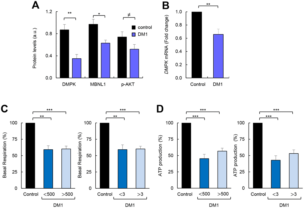 Correlation between impaired metabolism and markers of disease pathophysiology. (A) Quantification of protein levels shown in Figure 1F (n=4). (B) mRNA levels of DMPK in DM1 fibroblasts (n=7) and controls (n=3). (C) Basal respiration levels in controls (n=3) and DM1 fibroblasts stratified by CTG expansion in 500 (n=3) (left) and MIRS scale in 3 n=5 (right). (D) ATP production levels using the same stratification.