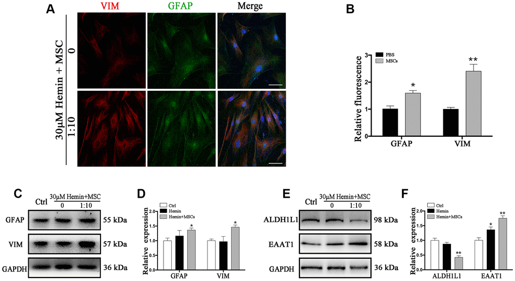 BM-MSCs coculture induced an epithelial-mesenchymal switching in astrocytes. (A) Immunofluorescence staining of astrocytes for VIM (red) and GFAP (green). The cell nuclei were counterstained with DAPI (blue). Bar = 25 μm. (B) The results of relative fluorescence intensity of GFAP and VIM, plotting into a histogram of five randomly fields. (C–F) Western blotting analysis of GFAP, VIM, ALDH1L1, and EAAT1 in astrocytes exposure to 30 μM hemin, with or without BM-MSCs coculture for 24 h. BM-MSCs coculture increased VIM, GFAP and EAAT1 expression, while decreasing ALDH1L1 expression. Expressions were normalized against the internal reference GAPDH. The fold change values were calculated by normalizing to control samples. The results were plotted as mean ± SD (n = 6). *p p 