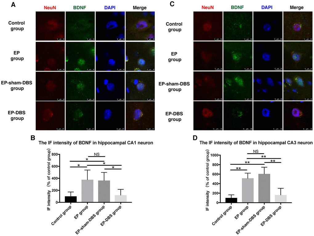 ANT-DBS reduced BDNF expression in the hippocampal neurons of epileptic monkeys. Immunofluorescence staining of BDNF and NeuN in hippocampal CA1 (A) and CA3 (C) neurons. NeuN is a specific neuronal marker. BDNF expression was elevated in EP and EP-sham-DBS groups in hippocampal CA1 and CA3 neurons and reduced by ANT-DBS. Immunofluorescent intensity of BDNF in hippocampal CA1 (B) and CA3 (D) neurons was quantified. (n=3 in each group; in each monkey, a total of thirty cells in CA1 or CA3, the average immunofluorescent intensity of these cells was recorded) *P P P > 0.05. Data were presented as mean ± SD.