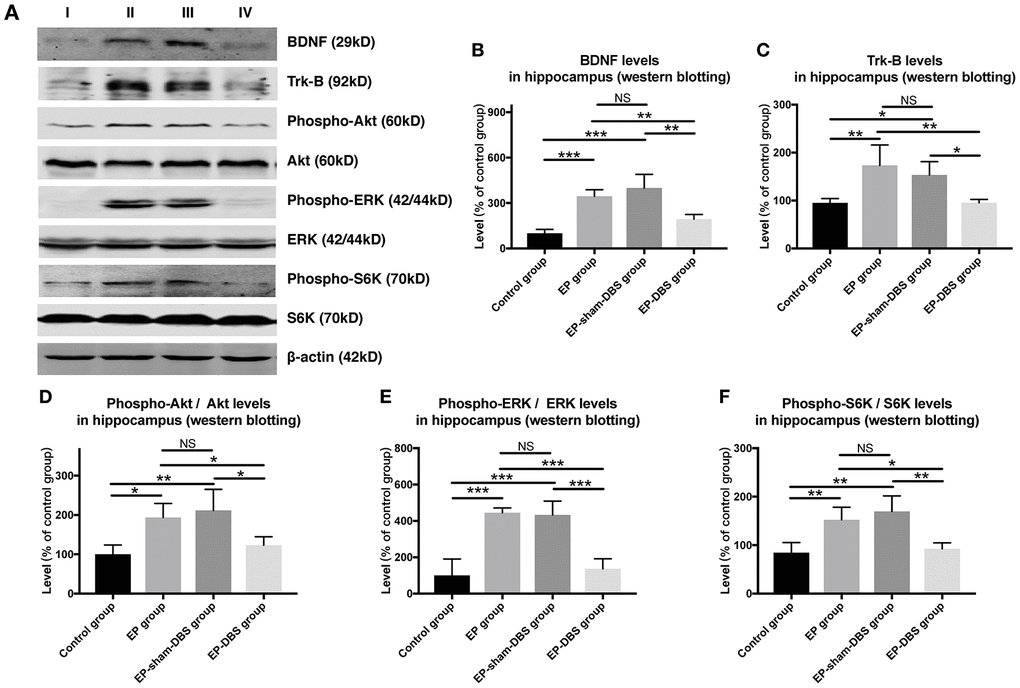 ANT-DBS inhibited BDNF-TrkB pathway and its downstream regulator in the hippocampus of epileptic monkeys. (A) Analysis of BDNF, TrkB, p-ERK, ERK, p-Akt, Akt, p-S6K and S6K by western blotting. (B–C) In EP and EP-sham-DBS groups, BDNF and TrkB levels were elevated compared with the control group. With ANT-DBS, less BDNF and TrkB were observed. (n=3 in each group) (D–F) In the epileptic animal model, the ratio of p-Akt/Akt, p-ERK/ERK and p-S6K/S6K was enhanced in the hippocampus, and reversed by ANT-DBS. (n=3 in each group) *P P P P > 0.05. Data were presented as mean ± SD. I, control group; II, EP group; III, EP-sham-DBS group; IV, EP-DBS group.