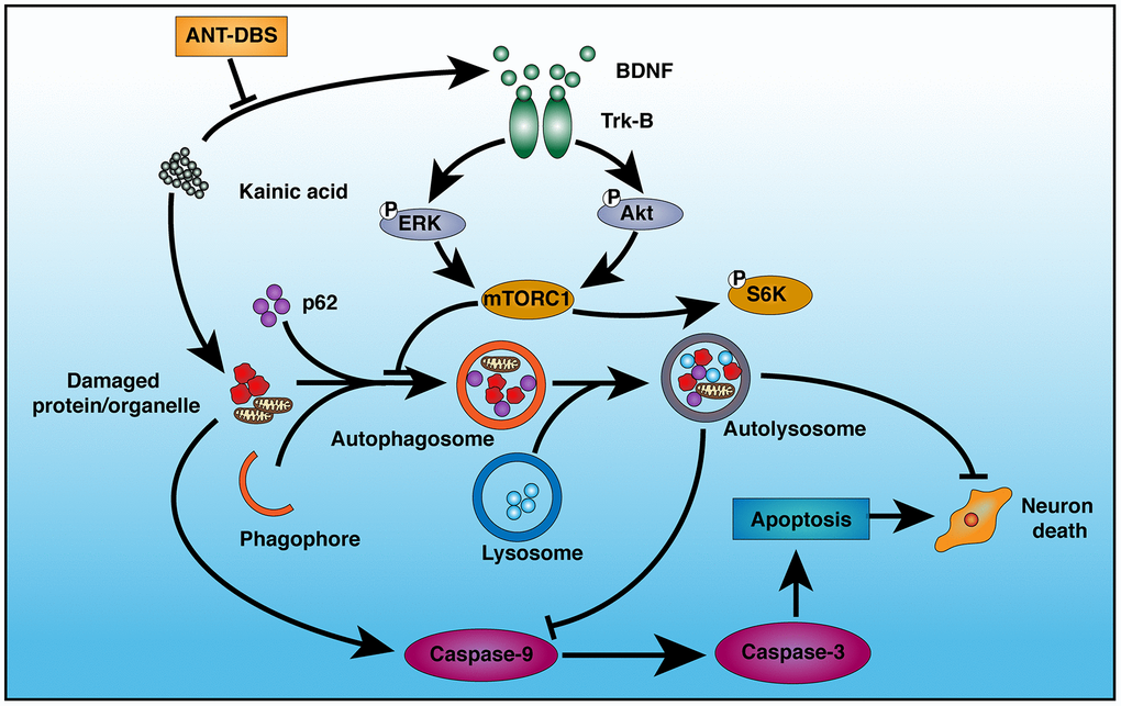 Schematic illustration of the mechanism of ANT-DBS-mediated neuroprotection against KA-induced cell injury. KA injures mitochondria, leading to induction of apoptosis via caspase-9 and -3. KA also inhibits autophagy by inducing BDNF expression and TrkB activation. ANT-DBS inhibits BDNF expression and TrkB activation induced by KA, followed by dephosphorylation of Akt and ERK, which lead to inactivation of mTORC1, thereby stimulating autophagy and clearance of injured cells by autolysosomes, and suppression of apoptosis.