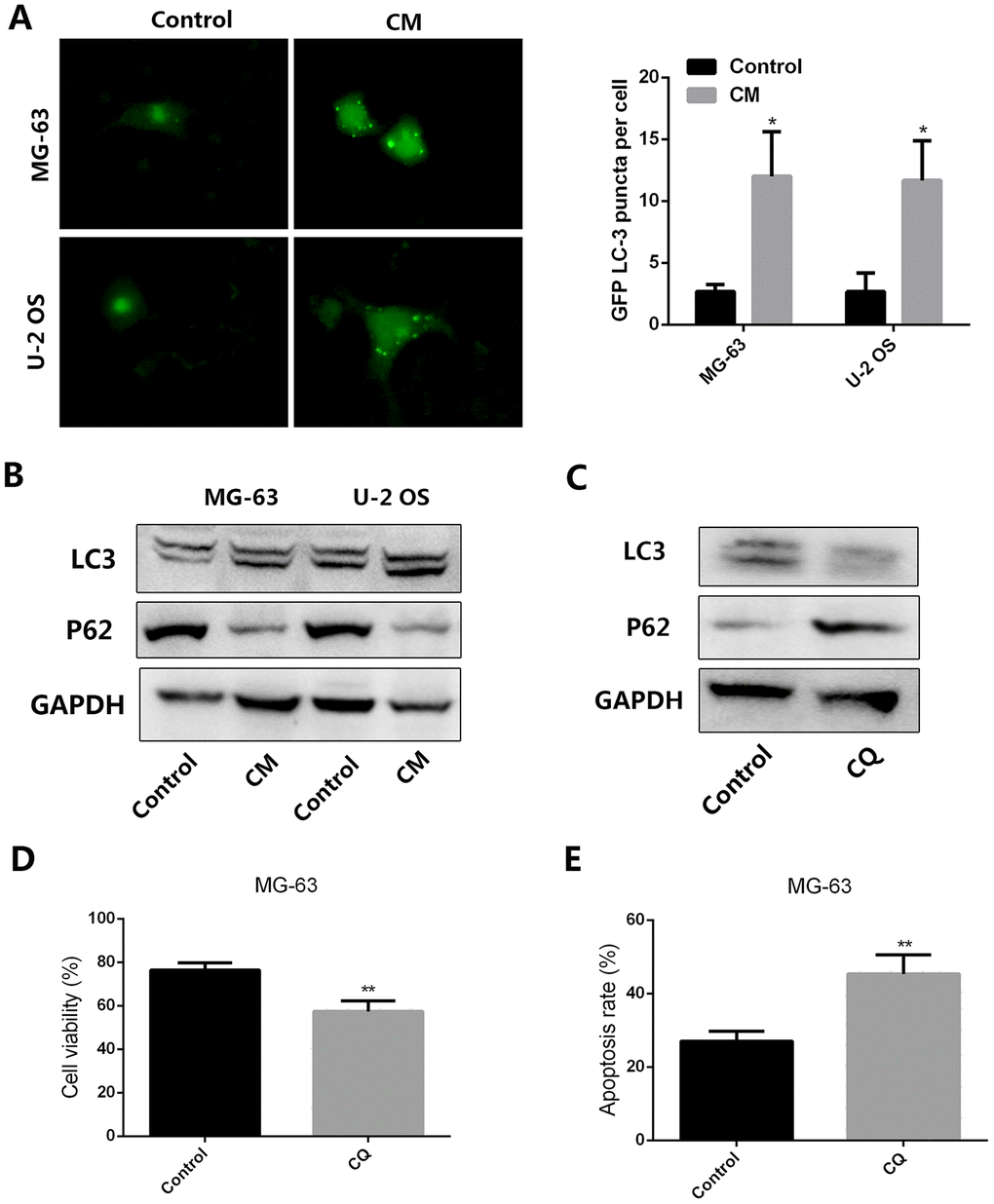 CM from leptin-conditioned MSCs promotes autophagy in OS cells. (A) Representative fluorescence images of cultured OS cells transfected with a GFP-LC3 vector and treated with CM collected from MSCs cultured in the presence (CM) or absence (Control) of leptin. Quantification of fluorescent puncta for each cell line is presented in the histogram shown on the right. *pB) Western blot analysis of LC3 and P62 expression in MG-63 and U-2 OS cells treated with CM from MSCs cultured in the presence (CM) or absence (Control) of leptin. (C) In the presence or absence of the autophagy inhibitor chloroquine (CQ, 10 μM), the expression of LC3 and P62 expression in MG-63 cells incubated with CM collected from leptin-conditioned MSCs was explored by western blot. (D) Effect of CQ (10 μM) on the viability of MG-63 cells exposed to cisplatin (40 μM) and CM from leptin-conditioned MSCs. **pE) Results of the PI/Annexin V-FITC flow cytometry assay showing the effect of CQ on apoptosis in MG-63 cells treated with cisplatin and CM from leptin-treated MSCs. **p