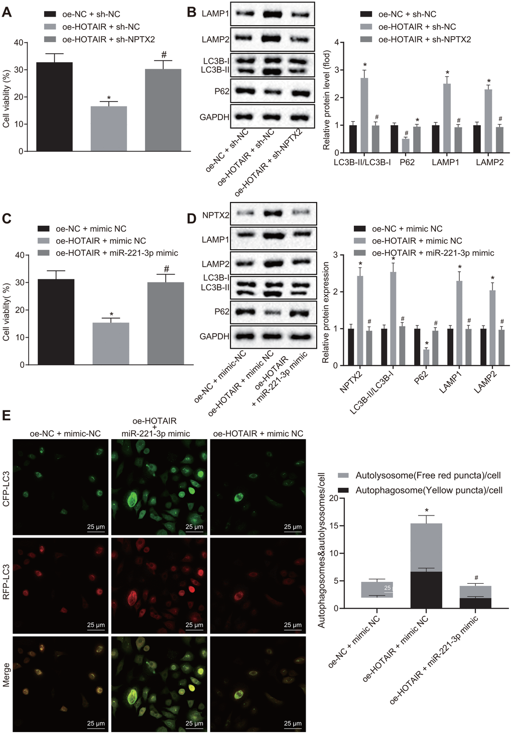 HOTAIR elicits autophagy via miR-221-3p dependent NPTX2 elevation in PD cell models. The viability of PD MN9D cells measured by the CCK8 assay, *p vs. PD MN9D cells treated with oe-HOTAIR + sh-NC. (A) The ratios of LC3B-I/LC3B-II and LAMP1/LAMP2 along with the P62 expression patterns in PD MN9D cell models measured by Western blot analysis as well as protein grayscale statistics, *p vs. PD MN9D cells treated with oe-NC + sh-NC, #p vs. PD MN9D cells treated with oe-HOTAIR + sh-NC. (B) The viability of PD MN9D cells measured by CCK8 assay, *p vs. PD MN9D cells treated with oe-NC + mimic NC, #p vs. PD MN9D cells treated with oe-HOTAIR + mimic NC. (C) The ratios of LC3B-I/LC3B-II and LAMP1/LAMP2 along with the P62 expression patterns in PD MN9D cell models measured by Western blot analysis as well as protein grayscale statistics, *p vs. PD MN9D cells treated with oe-NC + mimic NC, #p vs. PD MN9D cells treated with oe-HOTAIR + mimic NC. (D) Detection of autophagy levels in MN9D cells by co-localization analysis. (E) Data (mean ± standard deviation) among multiple groups were analyzed using one-way ANOVA and subjected to Tukey’s post-hoc test. The experiment was repeated three times. PD, Parkinson’s disease; HOTAIR, HOX transcript antisense intergenic RNA; miR-221-3p, microRNA-221-3p; NPTX2, neuronal pentraxin II; CCK-8, cell counting kit-8; NC, negative control.