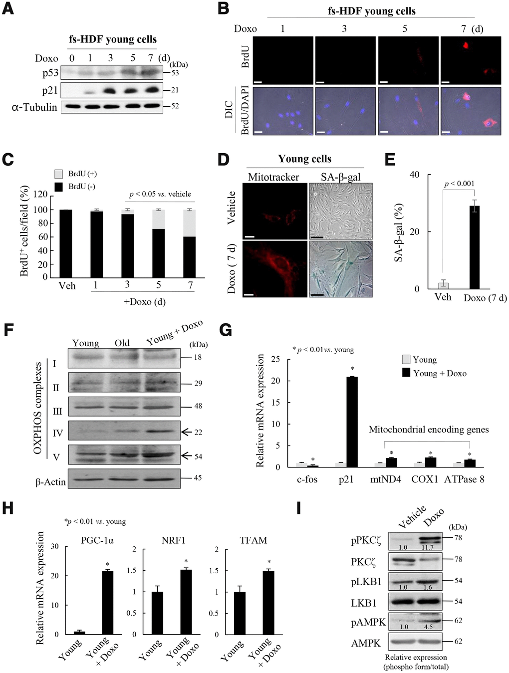 Mitochondria are activated in senescent fs-HDF cells. To confirm the role of PKCζ in the regulation of mitochondrial nucleoid remodeling, fs-HDF young cells were treated with doxorubicin (Doxo; 100 ng/mL) for 7 days and senescence was monitored. (A) Immunoblot analysis shows induction of p53 and p21WAF1 expression. (B) Doxo treatment induced BrdU incorporation at 5 days, the magnitude of which was greater at 7 days. BrdU-positive cells were examined in the dark, and DAPI fluorescence was observed under a differential interference contrast (DIC) fluorescence microscope (Carl Zeiss MicroImaging GmbH). Scale bars, 20 μm. (C) BrdU incorporation in mitochondria was quantified. Fluorescence microscope images were captured and counted at least 180 cells using ImageJ software (n=8 images/group). (D) Young fs-HDF cells and Doxo-treated (7 days) senescent cells were stained with MitoTracker or SA-β-galactosidase. Scale bars, 10 μm (white bar) or 50 μm (black bar). (E) Percent of SA-β-galactosidase (+) cells. Over 250 cells in 5 fields were counted. (F) fs-HDF young, old, and Doxo-treated young cells were subjected to immunoblot analysis, and then protein expressions of mitochondrial OXPHOS subunits were examined. (G) RT-qPCR analysis of the expression of complex-I, -IV, and -V subunits in young and Doxo-induced senescent cells. c-fos and p21WAF1 were used as the positive controls for proliferation and cell-cycle arrest, respectively. (H) RT-qPCR analysis of PGC-1α, NRF1 and TFAM expression in Doxo-induced senescent cells. (I) Immunoblot analysis of the expression of PKCζ, LKB1, and AMPK in Doxo-treated young cells and control cells. Band intensity was quantified using ImageJ software and normalized to amount of each protein. Effect of Doxo treatment was presented by the relative intensity of phosphorylation based on that of the vehicle treatment.