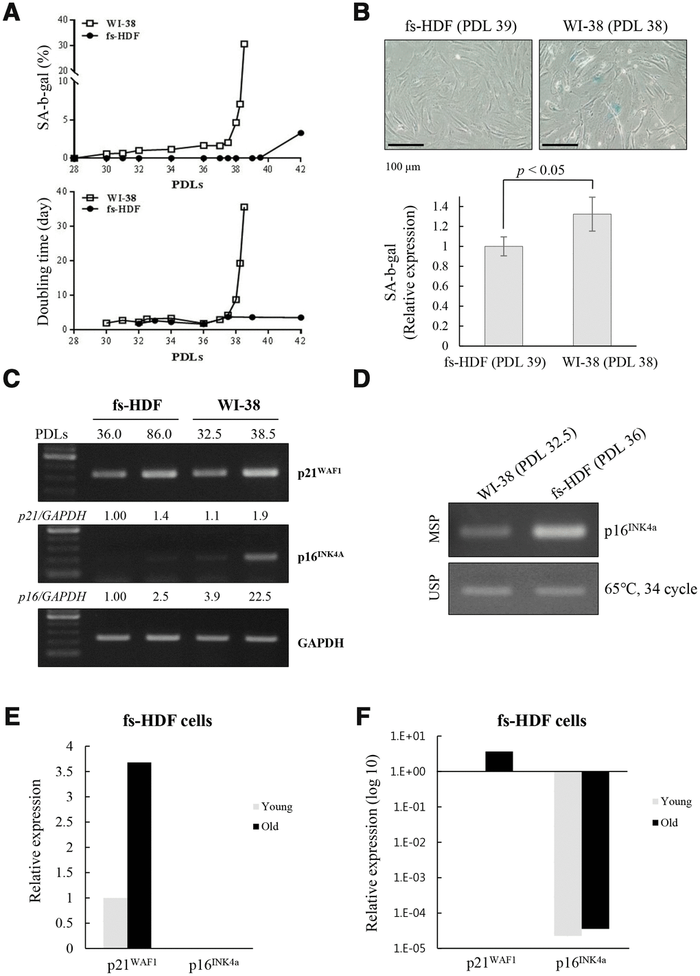 Replicative senescence in fs-HDF cells with p16INK4a silenced is delayed relative to WI-38 cells expressing elevated p16INK4a. (A) Earlier induction of SA-β-galactosidase in WI-38 cells compared to fs-HDF cells accompanied by significant differences in their doubling times and number of population doublings (PDLs). (B) WI-38 cells are positive for SA-β-galactosidase at 38 PDL, but fs-HDF cells at 39 PDL are not. (C) RT-qPCR analysis showing no induction of p16INK4a expression in fs-HDF cells at 86 PDL in contrast to marked induction in WI-38 cells at 38.5 PDL. (D) Methylation-specific PCR (MSP) and unmethylation-specific PCR (USP) analysis. The methylation status of the p16INK4a gene differed slightly between WI-38 and fs-HDF cells. (E) Relative expression of p21WAF1 and p16INK4a genes in old and young fs-HDF cells, as seen in RNA sequencing analysis. p16INK4a expression was almost absent in fs-HDF cells. (F) The data presented in (E) was log10 transformed. Note the absence of p16INK4a expression in young and old fs-HDF cells, in contrast to clear induction of p21WAF1 expression in the old cells.