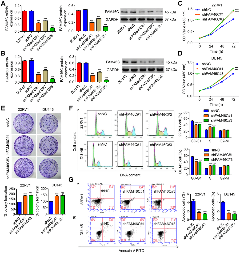 FAM46C knockdown promoted cell growth of 22RV1 and DU145 cells. (A, B) The efficiency of three pLKO.1-shRNAs in silencing endogenous FAM46C in 22RV1 and DU145 cells was measured by qPCR and western blot. After 22RV1 and DU145 cells were transduced with pLKO.1-shFAM46C#1 and pLKO.1-shFAM46C#3, the cell proliferation (C–E), cell cycle (F) and apoptosis (G) were measured by CCK-8, colony formation and flow cytometry, respectively. ***P