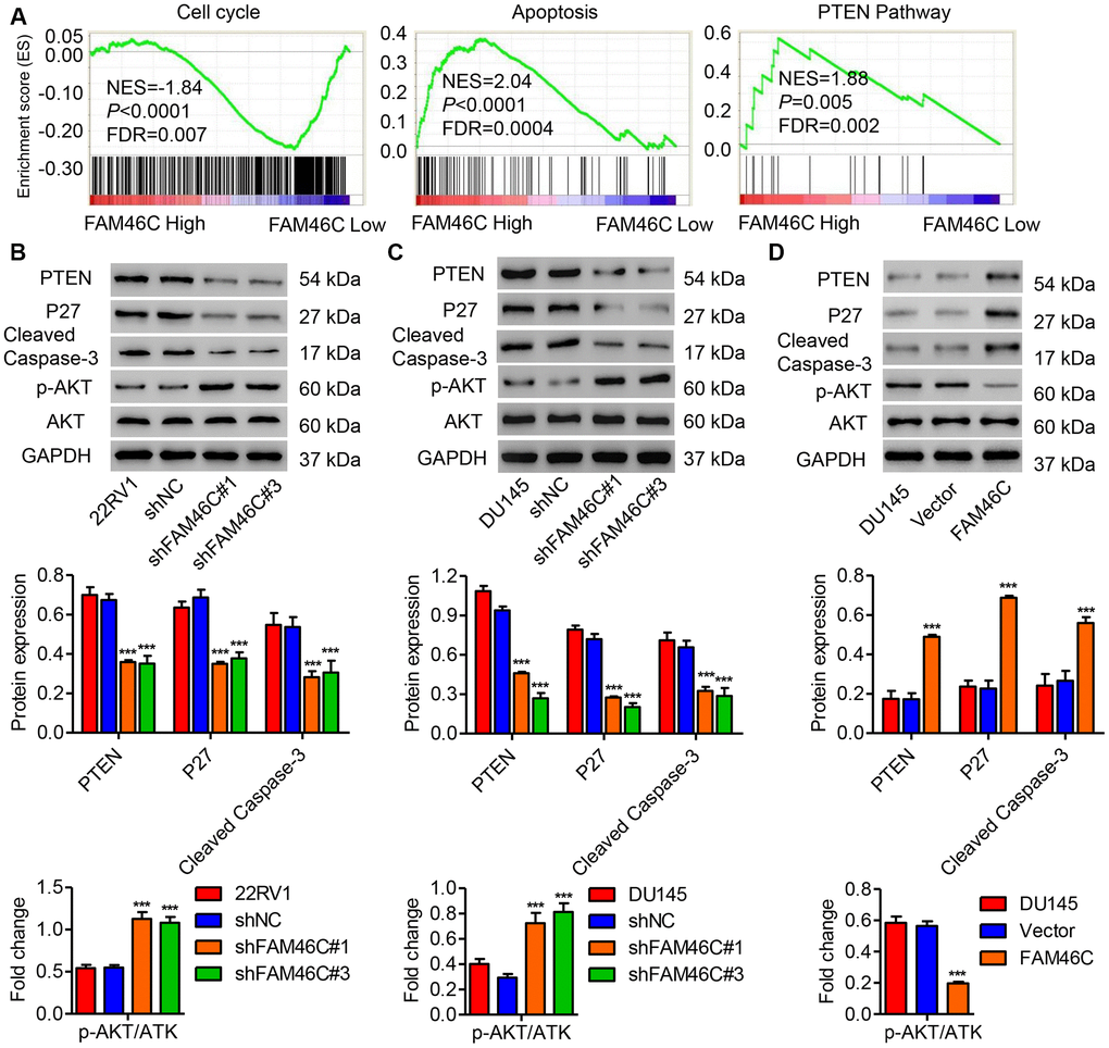 FAM46C expression was associated with cell cycle, apoptosis and PTEN signaling pathways. (A) GSEA analysis in patients with prostate cancer with higher versus lower FAM46C expression based on TCGA database showed that cell cycle, apoptosis and PTEN pathways were correlated with FAM46C expression. NES: normalized enrichment score. After 22RV1 (B) and DU145 cells (C) were transduced with pLKO.1-shFAM46C#1 and pLKO.1-shFAM46C#3, while DU145 cells (D) were transduced with pLVX-Puro-FAM46C, the expression of PTEN, P27, cleaved Caspase-3, AKT and p-AKT was measured by western blot. ***P