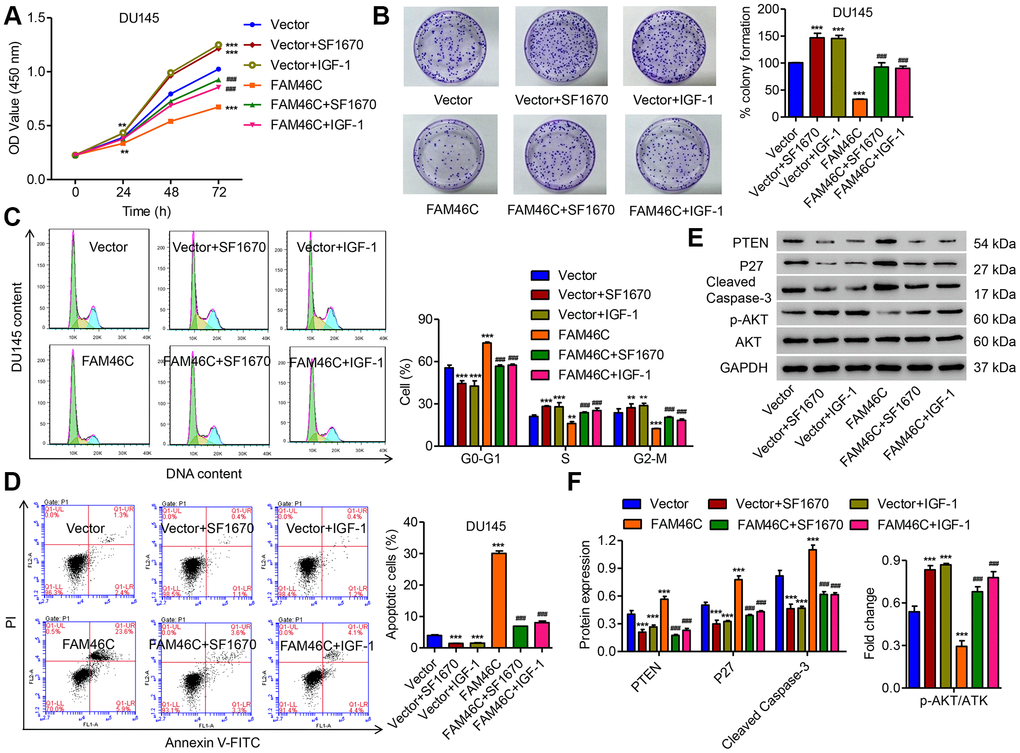 FAM46C inhibited cell growth of DU145 cells via the PTEN/AKT signaling pathway. After DU145 cells were transduced with pLVX-Puro-FAM46C with or without SF1670 or IGF-1, the cell proliferation (A, B), cell cycle (C), cell apoptosis (D) and expression of PTEN, P27, cleaved Caspase-3, AKT and p-AKT (E, F) were measured by CCK-8, colony formation, flow cytometry and western blot, respectively. **PP###P