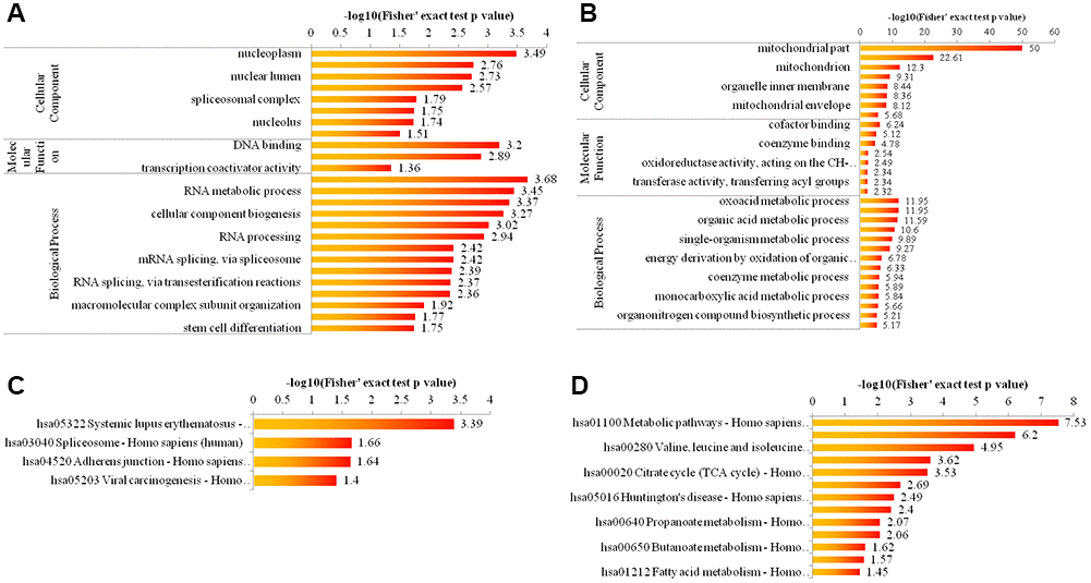 Bioinformatic analysis of acetylome quantification. (A, B) The enrichment of up- and down-regulated proteins in GO including cellular component analysis, biological process analysis, and molecular function analysis. (C, D) The enrichment of up- and down-regulated proteins in KEGG pathways.