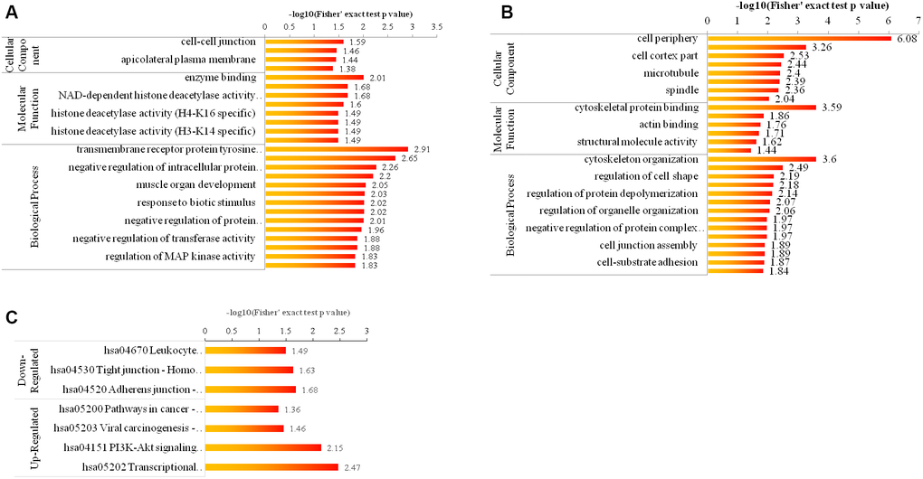 Bioinformatic analysis of the quantified phosphorylome. (A, B) The enrichment of up- and down-regulated proteins in GO including cellular component analysis, biological process analysis, and molecular function analysis. (C) The enrichment of up- and down-regulated proteins in KEGG pathways.