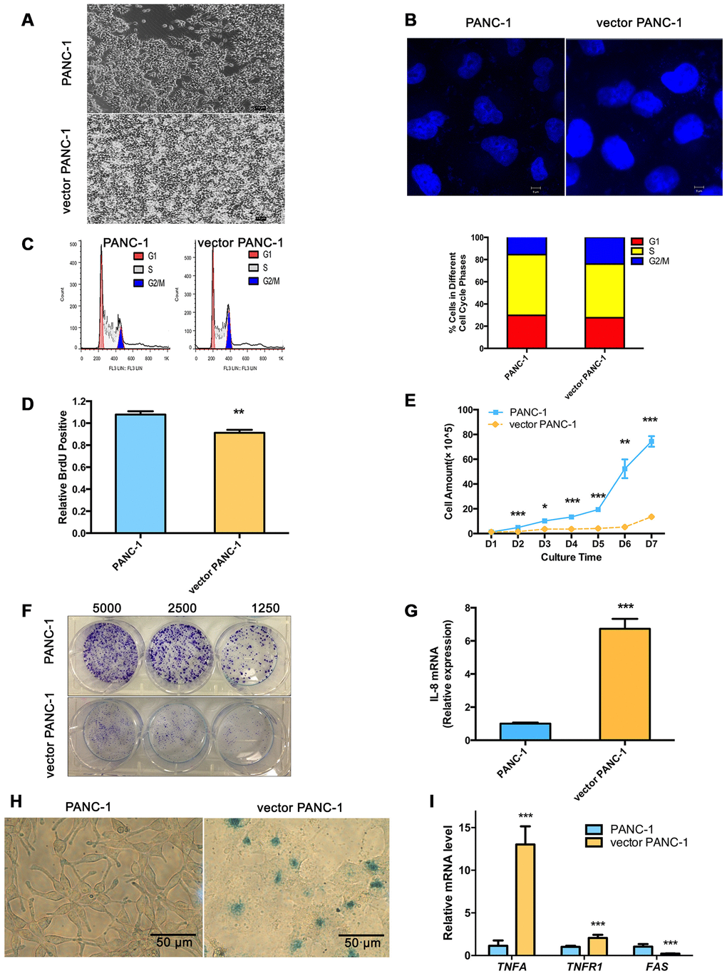 Stable transfection-induced PANC-1 cell senescence. (A) Morphology graph of vector PANC-1 cells. (B) Confocal fluorescent graph of the nuclei (blue fluorescence) morphology of vector PANC-1 cells. (C) An increased percentage of vector PANC-1 cells was arrested in G2/M phase. Graphic (top) and percentage (bottom) representations of cell cycle distributions are shown. This experiment was repeated independently three times. (D) Decreased BrdU incorporation during DNA synthesis in vector PANC-1 cells. Data are presented as the mean ± S.E.M, n = 4 (**p E) Cell growth curve shows decreased proliferation of vector PANC-1 cells. Data are presented as the mean ± S.E.M, n = 3 (*p p p F) Decreased ability of vector PANC-1 cells to form colonies when seeded at the indicated dilutions. (G) Quantitative RT-PCR analysis of the upregulated key SASP factor, IL-8 mRNA, in vector PANC-1 cells. Data are presented as the mean ± S.E.M, n = 3 (***p H) SA-β-gal staining and positive senescence signal of vector PANC-1 cells. This experiment was repeated independently three times. (I) Activation of extrinsic apoptosis pathways was analyzed. See also Supplementary Figures 1 and 2.