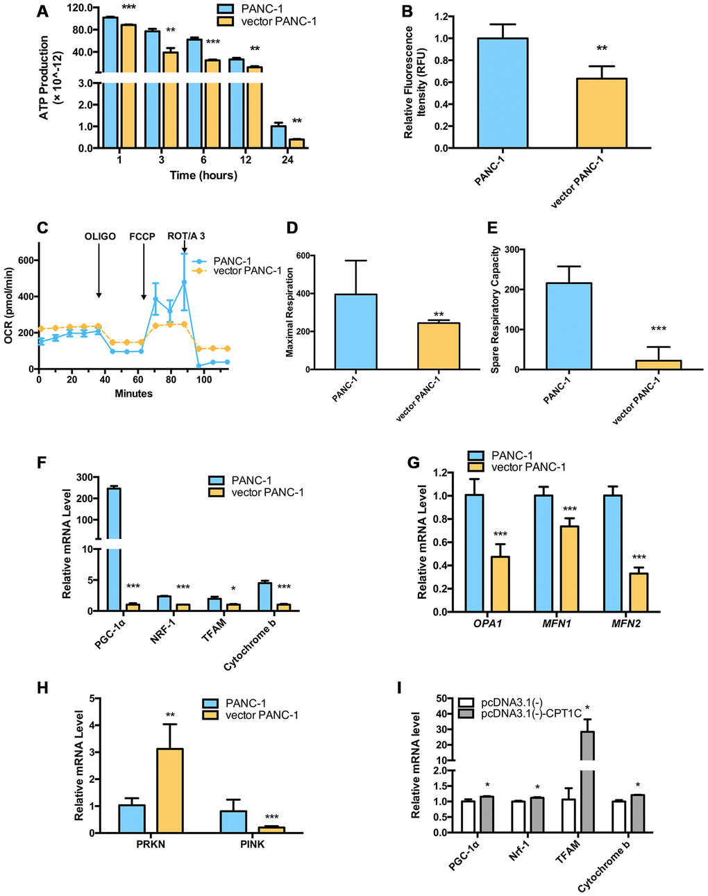 Dysfunctional mitochondria in low-CPT1C-expressing senescent vector PANC-1 cells. (A) ATP production in senescent vector PANC-1 cells, the magnitude of this difference increased as the time in PBS was extended to 24 h. Data are presented as the mean ± S.E.M, n = 4 (**p p B) Loss of mitochondrial transmembrane potential measured by the rh123 dequenching method in senescent vector PANC-1 cells. Data are presented as the mean ± S.E.M, n = 4 (**p C) Mitochondrial integrity in the forms of OCRs (pMol O2.min-1) in senescent vector PANC-1 cells. Data are presented as the mean ± S.E.M, n = 3. (D) Maximal respiration capacity in the form of OCRs in senescent vector PANC-1 cells. Data are presented as the mean ± S.E.M, n = 3 (**p E) Spare respiratory capacity in the form of OCRs in senescent vector PANC-1 cells. Data are presented as the mean ± S.E.M, n = 3 (***p F) Mitochondriogenesis analysis in senescent vector PANC-1 cells. Data are presented as the mean ± S.E.M, n = 3 (*p p G) The mitochondrial network structure integrity analysis on the senescent cells. Data are presented as the mean ± S.E.M, n = 3 (***p H) Mitochondrial autophagy analysis on the senescent cells. Data are presented as the mean ± S.E.M, n = 3 (**p p I) Mitochondriogenesis analysis on senescent vector PANC-1 cells gaining of CPT1C function. Data are represented as mean ± S.E.M, n = 4 (*pSupplementary Figure 4.