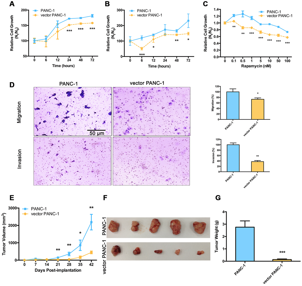 Malignance is reduced in low-CPT1C-expressing senescent vector PANC-1 cells. Sensitivity to metabolic stress from (A) glucose deprivation (0.5 mM glucose) and (B) glycolytic inhibition (20 mM 2-deoxyglucose) of senescent vector PANC-1 cells at the indicated time points. Data are presented as the mean ± S.E.M, n = 5 (*p p p C) Sensitivity to metabolic stress from rapamycin stimuli of senescent vector PANC-1 cells at the indicated concentrations. Data are presented as the mean ± S.E.M, n = 5 (**p p D) Transwell migration and Matrigel invasion capacities of senescent vector PANC-1 cells. Data are presented as the mean ± S.E.M, n = 3 (*p p E) Tumor sizes are presented as the mean ± S.E.M over time, (n = 5) (**p p F) Images of tumors after excision on day 42 post-implantation. (G) Comparison of dissected tumor weights (mean ± S.E.M, ***p Supplementary Figure 5.