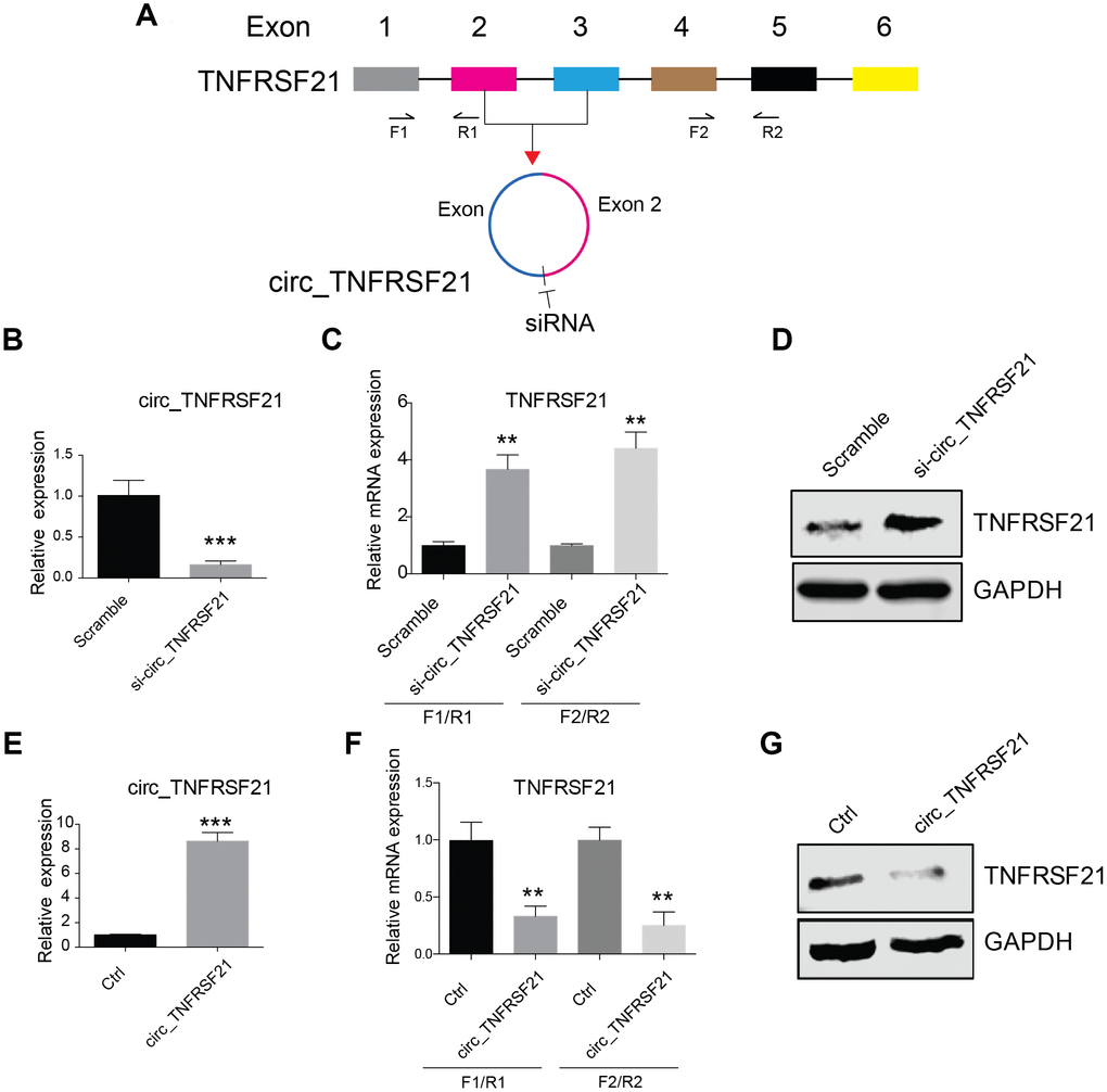 circTNFRSF21 inhibits TNFRSF21 expression. (A) siRNA targeting the junction of the covalently joined 3' and 5' ends of circ