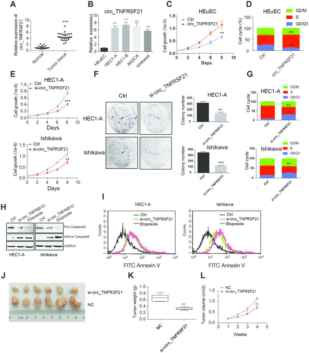 circTNFRSF21 promotes EC cell growth, proliferation and in vivo tumor formation. (A) circTNFRSF21 expression in EC patient tumor tissues and adjacent normal tissues. (B) circTNFRSF21 expression in EC cell lines and HEuEC cells. Cell growth (C) and cell cycle (D) detection after overexpressing circTNFRSF21 in HEuEC cells. (E) Cell growth after silencing circTNFRSF21 in HEC1-A and Ishikawa cells. (F) Cell colony formation after silencing circTNFRSF21 in HEC1-A and Ishikawa cells. Statistical results of colony number were shown on the right. (G) Cell cycle and (H, I) Cell apoptosis after silencing circTNFRSF21 in HEC1-A and Ishikawa cells. Etoposide induced cell apoptosis was used as positive control. (J) Image of tumors derived from si-circTNFRSF21 and control Ishikawa cells in nude mice (n=6). (K) Tumor weights and (L) growth curve of tumors from the 2 groups. *P