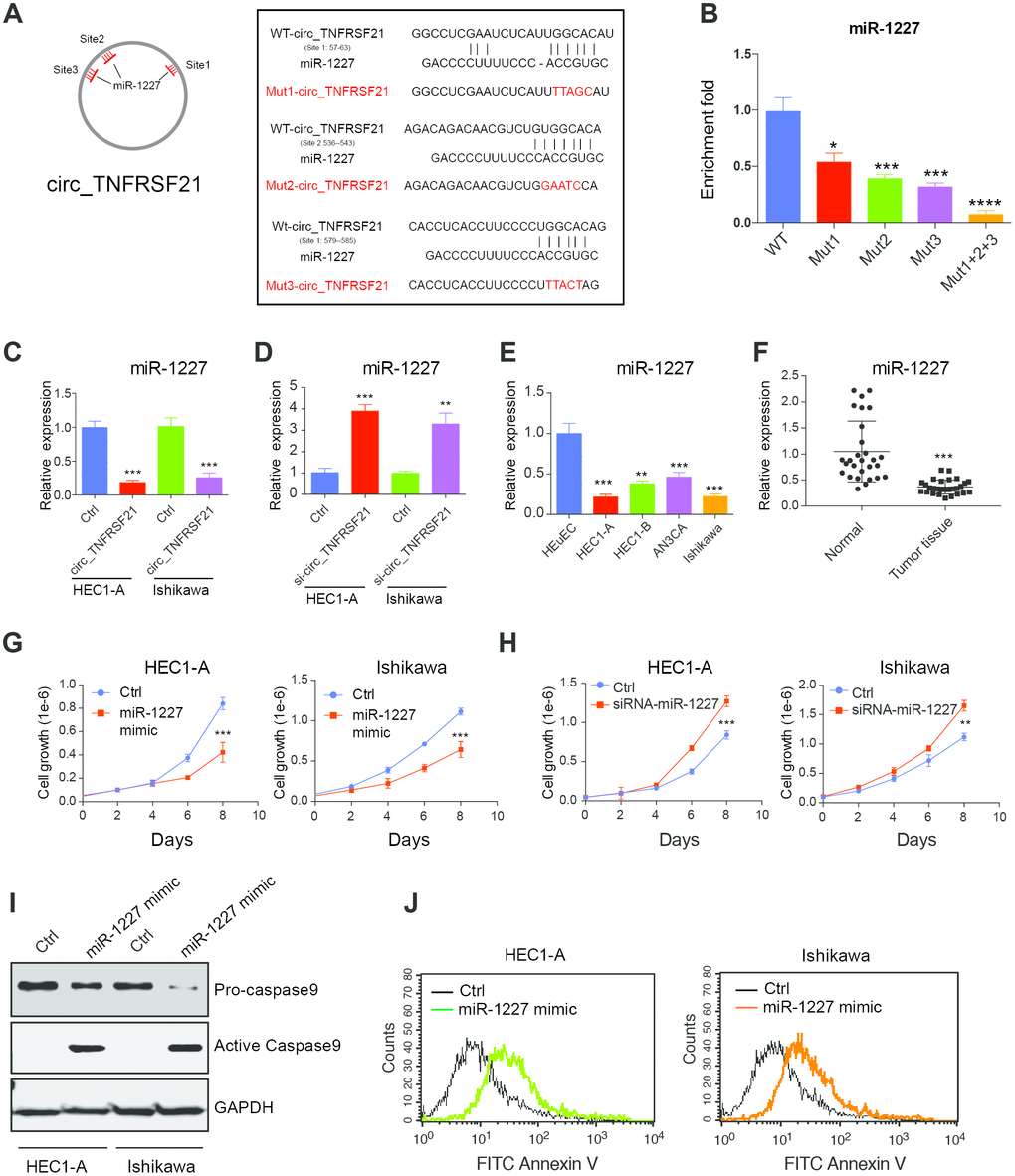 circTNFRSF21 acts as a sponge of miR-1227 in vivo. (A) Diagram of circ