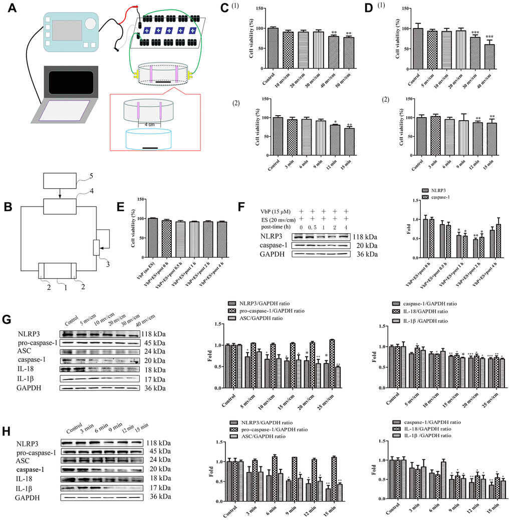 ES inhibits VbP-induced pyroptosis in THP-1 macrophages. (A) Pattern diagram of the ES device. (B) Circuit diagram of the ES device. (C) Viability assay results in control THP-1 macrophages after ES at (1) different voltages (9 min exposure) and (2) 30 mv/cm for various exposure times. (D) Viability assay results in macrophages exposed to VbP (15 μM, 72 h) and subsequently treated with ES at (1) different voltages (9 min exposure) and (2) 20 mv/cm for different exposure times. (E) Viability measurements at different time points after ES (20 mv/cm for 9 min) in macrophages treated with VbP (15 μM, 72 h). (F) Western blot analysis of NLRP3 and caspase-1 protein expression at different time points after ES. (G) Dose-response analysis of the expression of pyroptosis-related proteins in macrophages treated with ES (9 min exposure) after VbP treatment (15 μM, 72 h). (H) Time-dependent analysis of the expression of pyroptosis-related proteins in macrophages treated with ES (20 mv/cm) after VbP exposure (15 μM, 72 h). n =3; *P