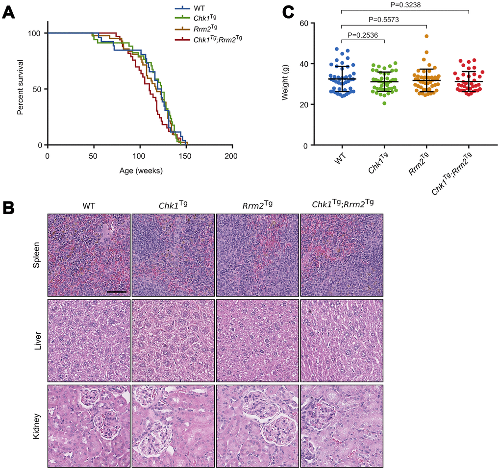 Chk1 and Rrm2 transgenes do not affect mouse lifespan. (A) Kaplan-Meier survival curves for WT (n=26), Chk1Tg (n=34), Rrm2Tg (n=42) and Chk1Tg;Rrm2Tg (n=33) mice. P-value = 0.3944 using the log-rank test; (B) Hematoxylin and eosin staining of mouse spleen, liver and kidney for mice with the indicated genotypes. Scale bar indicates 60 μm; (C) Total body weight of mice at one year of age. P-values were calculated using the unpaired t-test.