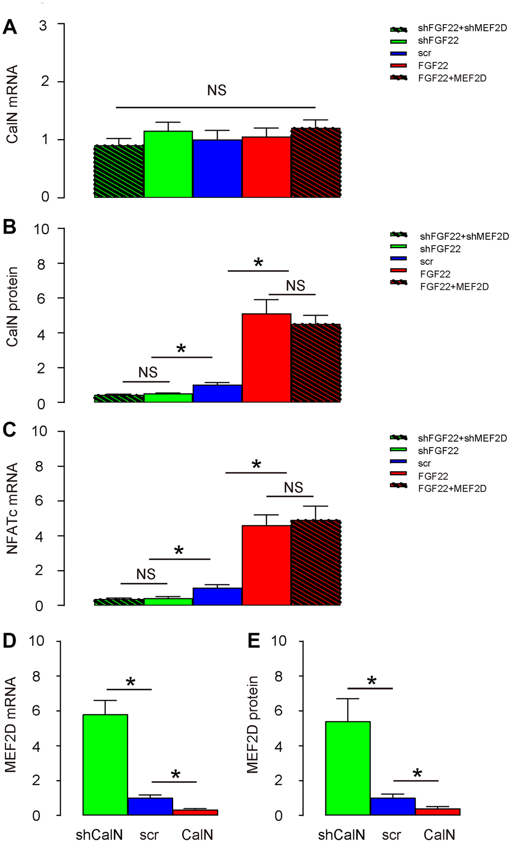 FGF22-induced calcium influx activates CalN to inhibit MEF2D in mouse hair cells. (A, B) CalN levels in transduced hair cells by RT-qPCR (A), and by ELISA (B). (C) NFATc levels in transduced hair cells by RT-qPCR. (D, E) Cultured hair cells were transduced with AAV-CalN or AAV-shCalN or control AAV-scr (scramble) and assessed for MEF2D levels by RT-qPCR (D), and by ELISA (E). *p