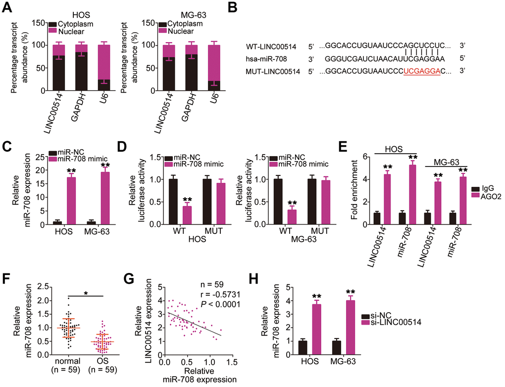 Long intergenic nonprotein-coding RNA 00514 (LINC00514) directly interacts with microRNA-708 (miR-708) in OS cells. (A) Distribution of LINC00514 in the cytoplasm and nucleus of HOS and MG-63 cells was analyzed by subcellular fractionation. (B) Sequences of the wild-type and mutant miR-708-binding sites in LINC00514. (C) Quantitative reverse transcription polymerase chain reaction (RT-qPCR) was performed to assess the efficiency of miR-708 mimic transfection in HOS and MG-63 cells. (D) Luciferase reporter assay was performed to demonstrate targeted binding between LINC00514 and miR-708 in HOS and MG-63 cells. (E) Relative enrichment of LINC00514 and miR-708 in the coprecipitated RNA was examined by RNA immunoprecipitation assay. (F) RT-qPCR was performed to detect miR-708 expression in the 59 pairs of OS and adjacent normal tissue samples. (G) Spearman’s correlation analysis illustrated a negative correlation between miR-708 and LINC00514 expressions in the 59 OS tissue samples (r = −0.5731, P H) Relative miR-708 expression was measured by RT-qPCR in HOS and MG-63 cells following transfection with si-LINC00514 or si-NC. *P P 