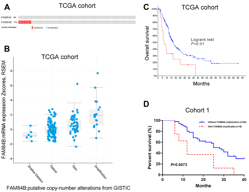 FAM84B amplification in PDAC. (A) CNV analysis of FAM84A and FAM84B in TCGA PDAC dataset (n=141). (B) FAM84B amplification was associated with higher mRNA expression of FAM84B in TCGA PDAC dataset. (C) Kaplan-Meier survival analysis of TCGA PDAC dataset suggested that FAM84B amplification indicated worse prognosis. (D) Kaplan-Meier survival analysis of cohort 1 patients.