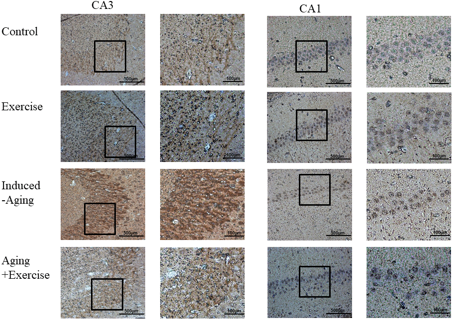 Photomicrographs of caspase 3-positive cells in the CA1 and CA3 of hippocampus. The sections were stained for caspase-3 immunoreactivity (brown).