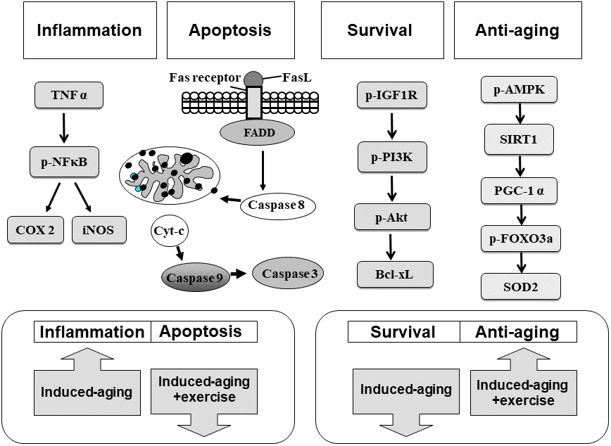 Our hypothesis that exercise training suppressed inflammatory and apoptotic pathways and enhanced IGF1R/PI3K/Akt survival and anti-aging AMPK/SIRT1/PGC-1α associated pathways in the hippocampus of D-galactose induced aging rats. These aging attenuated IGF1R related PI3K/Akt survival pathway and AMPK/SIRT1/PGC-1α pathway were improved after exercise training. Activated inflammatory and apoptotic activity were prevented after exercise training.