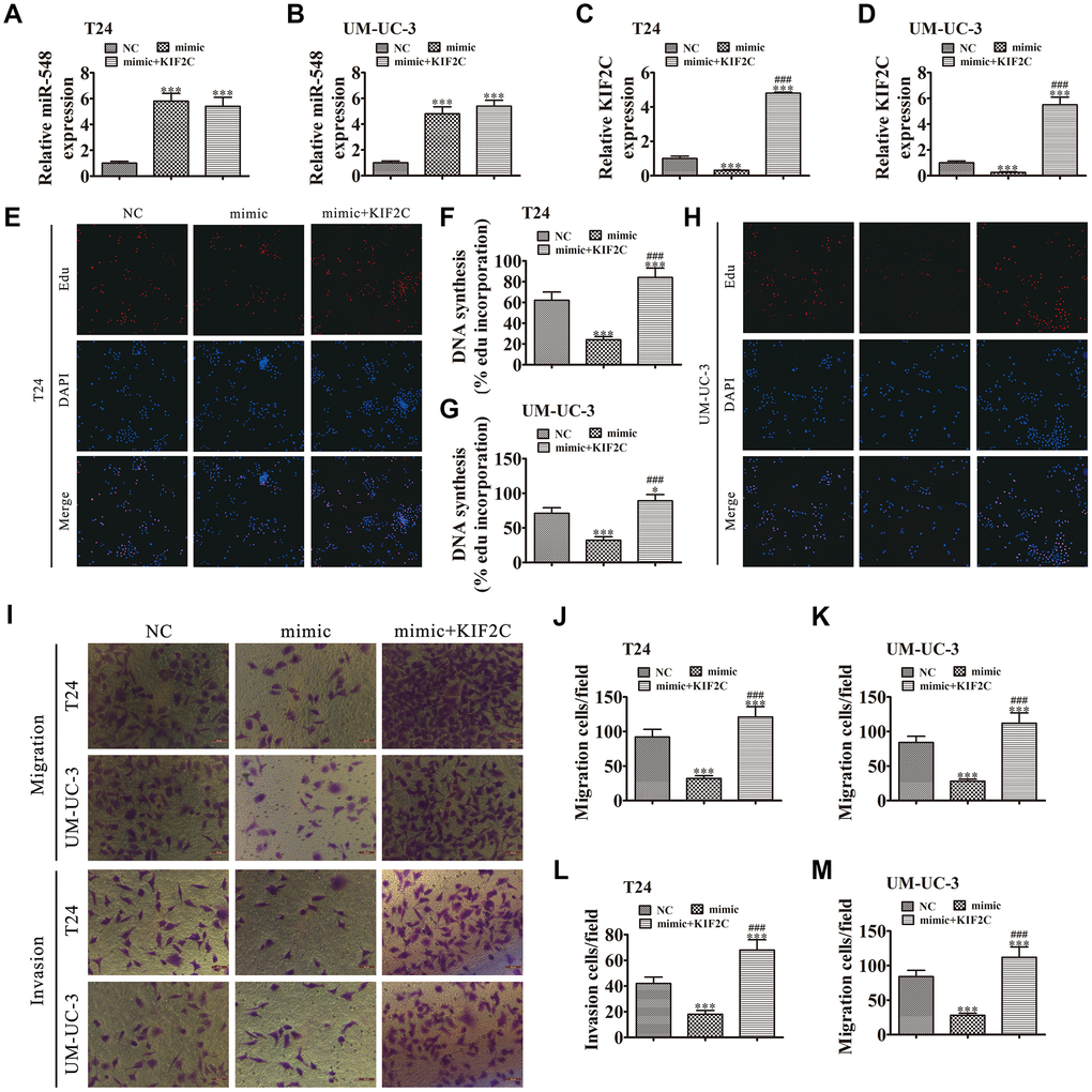 KIF2C overexpression reversed miR-548-induced cell migration, invasion, and growth inhibition in vitro. (A–D) T24 and UM-UC-3 cells were transfected with miR-548 mimics with or without the KIF2C overexpression vector. RT-qPCR shows the expression of miR-548 (A, B) and KIF2C (C, D) in T24 and UM-UC-3 cells. Data are denoted by the mean ± SD. ***P ###P E–H) EdU assay showing the proliferation of T24 (E, F) and UM-UC-3 (G, H) cells. Data are denoted by the mean ± SD. *P ***P ###P I–M) Cell migration and invasion were determined in T24 and UM-UC-3 cells by Transwell assays. Data are denoted by the mean ± SD. ***P ###P 