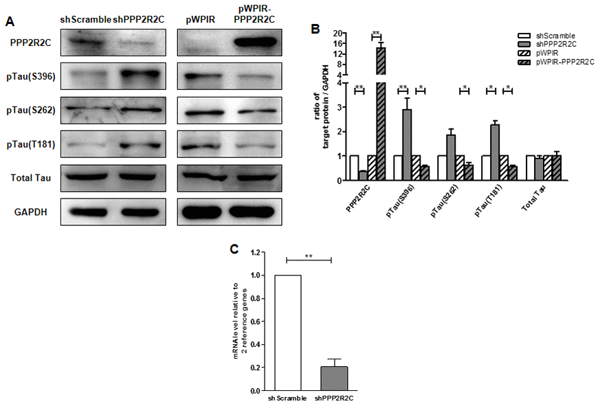 PPP2R2C level regulates Tau phosphatase levels. (A) Representative image of immunoblots of indicated antibodies are shown in SHSY5Y cell lines after knockdown and overexpression PPP2R2C. (B) Quantification of the intensities of the protein bands from three independent immunoblots of (A). (C) Quantitative RT-qPCRs analyzing PPP2R2C mRNA level in SHSY5Y cell lines after knockdown PPP2R2C. Data are shown in mean+/-SEM, n=3, *p