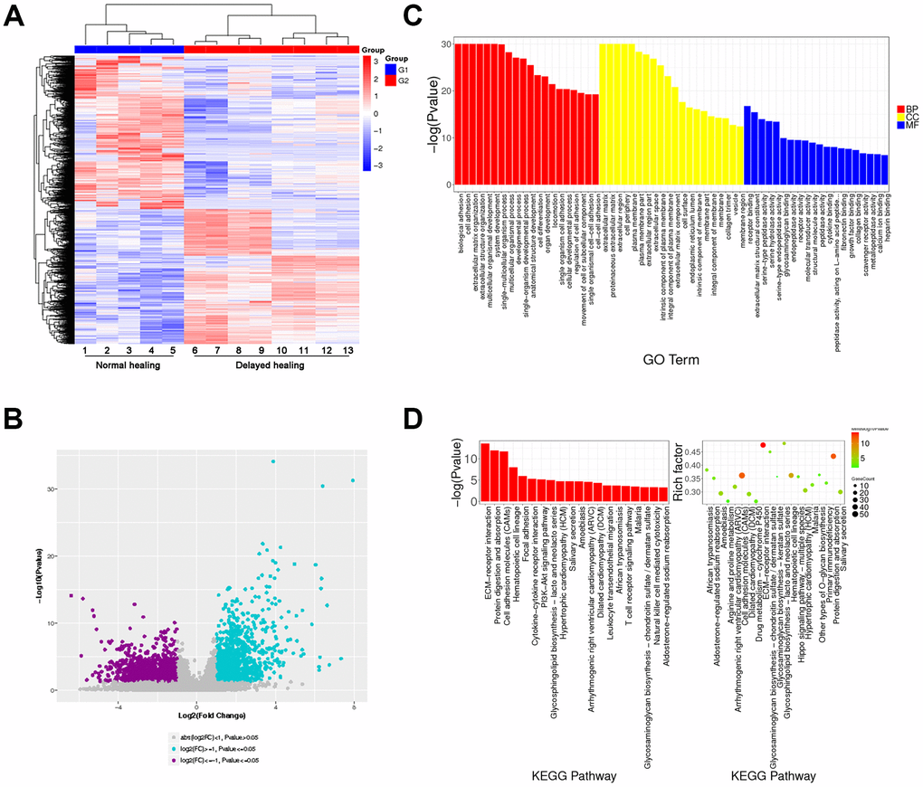 Transcriptome analysis for normal and delayed cutaneous wound tissue. (A, B) Cluster analysis for cutaneous wound tissue (normal wound tissue, n = 5; delayed wound tissue, n = 8). (A) Heatmap and (B) volcano plot for cutaneous wound tissue collected 28 days post-injury. (C) Gene expression profiles of normal and delayed cutaneous wound tissue generated by gene ontology (GO) analysis. (D) KEGG pathway analysis showed that the ECM-associated pathway was significantly enriched. Abbreviation: BB, biological process; CC, cellular component; MF, molecular function. All the experiments were repeated at least three times.