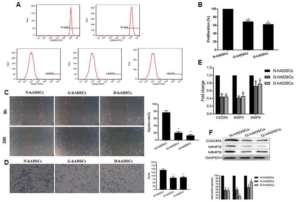 Characterization of hADSCs and the proliferation ability of the three hADSCs against glucolipotoxicity. (A) Flow cytometric analysis of extracted hADSCs. Cells were positive for CD29 and CD90 markers, and negative for CD31, CD34 and CD45 markers; (B) The proliferation of three different hADSCs by CCK-8 assay; (C) Wound healing assays to detect the migration ability of hADSCs; (D) Transwell assays to detect the invasion ability of hADSCs; (E) The mRNA expression of the migration-related, including CXCR4, MMP2 and MMP9, was detected by RT-qPCR analysis; (F) The protein expression of the migration-related, including CXCR4, MMP2 and MMP9, was detected by western blot analysis (* P