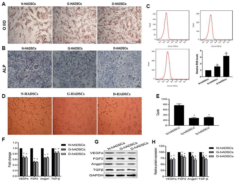 Differentiation potential of the ADSCs in the high glucose environment. (A) Adipogenic potential differentiation of ADSCs by oil-red staining; (B) Osteogenic differentiation potential evaluation of ADSCs by alizarin-red staining; (C) flow cytometry analysis for oxidative stress of hADSCs from different sources; (D) (E) The angiogenesis potential of the cells was detected and the tube length of the cells were measured; (F) The mRNA expression of the angiogenesis-genes in different hADSCs by RT-qPCR analysis; (G)(H) The protein expression of the angiogenesis-genes in different hADSCs by western blot analysis (* P