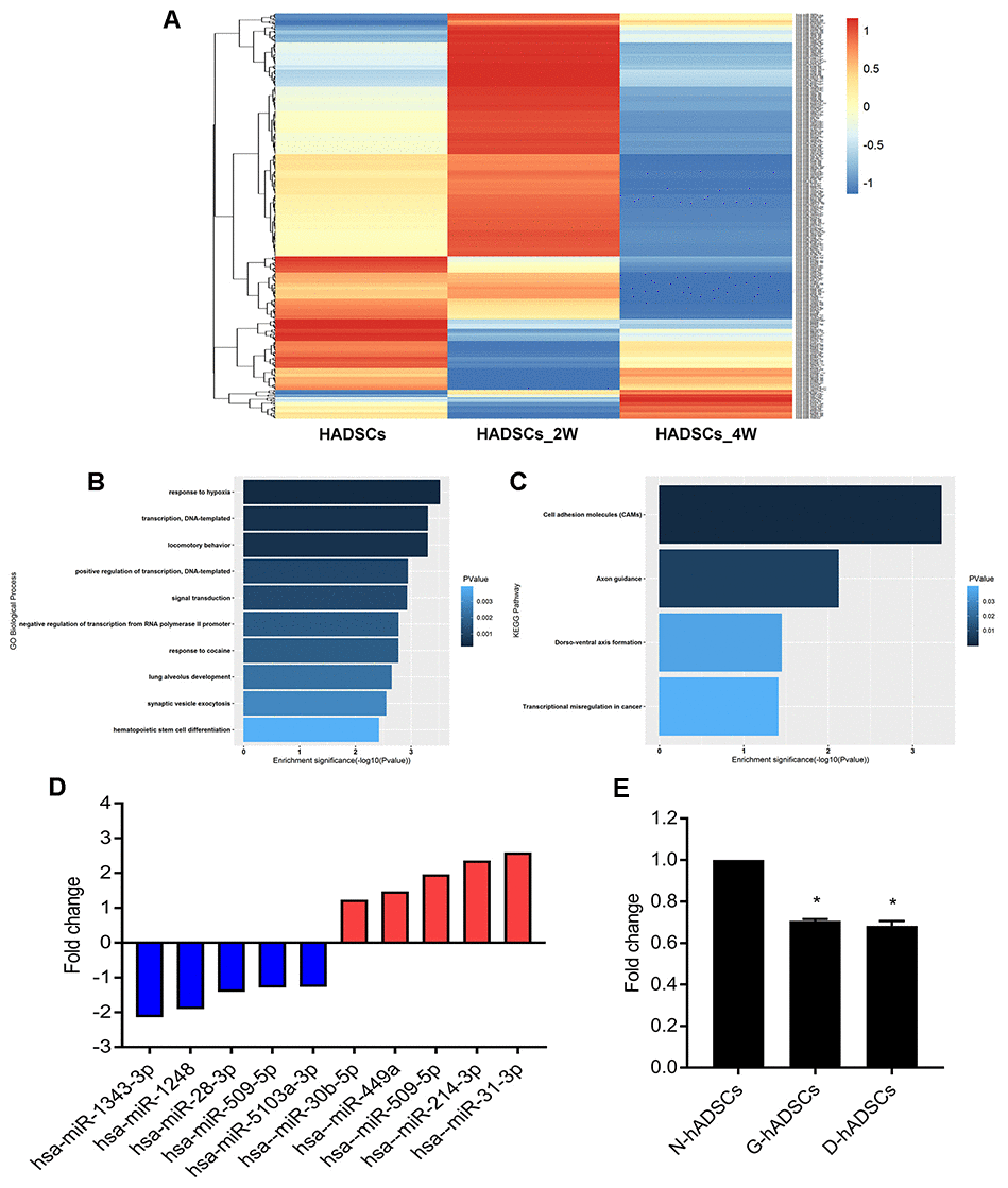 High-throughput sequencing for miRNAs expressions after culturing hADSCs in high glucose medium. (A) Heat map shows the expression of miRNA after culturing HADSCs in high glucose medium; (B) GO analysis of miRNA sequencing results; (C) KEGG analysis of miRNA sequencing results; (D) qPCR analysis for verification of miRNA sequencing results; (E) qPCR analysis for miR-1248 expression in different hADSCs groups (* P