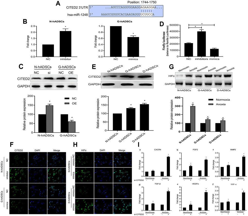 MiR-1248 regulated HIF-1α via targeting CITED2 under hypoxia. (A) Schematic diagram of the CITED2 putative binding sites in miR-1248; (B) The mRNA expression of CITED2 while miR-1248 mimics or inhibition in the different hADSCs was determined by RT-qPCR; (C) The protein expression of CITED2 while miR-1248 mimics or inhibition in the different hADSCs was determined by western blot; (D) The luciferase reporter assay to verify the influence of miR-1248 on CITED2 expression; (E) The expression of the CITED2 was detected in the three hADSCs by western blot; (F) The protein expression of CITED2 was estimated in the different hADSCs by immunofluorescence; (G) The protein expression of the HIF-1α was detected in the different hADSCs under anoxia or normoxia by western blot; (H) The expression of the HIF-1α was detected in the different hADSCs under anoxia by immunofluorescence; (I) The expression of angiogenesis related genes (including HIF-1α, VEGFα, CXCR4, MMP2, FGF2 and TGF-β) under the anoxia or normoxia were examined by RT-qPCR (* P