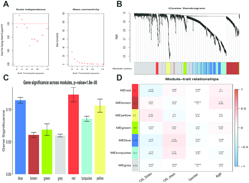 Weighted melanoma gene co-expression network. (A) The scale-free fit index for soft-thresholding powers. The soft-thresholding power in the WGCNA was determined based on a scale-free R2 (R2 = 0.95). The left panel presents the relationship between the soft-threshold and scale-free R2. The right panel presents the relationship between the soft-threshold and mean connectivity. (B) A dendrogram of the differentially expressed genes clustered based on different metrics. Each branch in the figure represents one gene, and every color below represents one co-expression module. (C) Distribution of average gene significance and errors in the modules associated with overall survival of melanoma patients. Based on the average linkage hierarchical clustering and the soft-thresholding power, six modules were identified. To determine the significance of each module, gene significance (GS) was calculated to measure the correlation between genes and sample traits. GS was defined as the log10 conversion of the p-value in the linear regression between gene expression and clinical data (GS = lg P). The red and blue module showed high correlation with the survival of melanoma patients. (D) A heatmap showing the correlation between the gene module and clinical traits. The red module contained 22 IRGs while the blue module contained 138 IRGs. The correlation coefficient in each cell represented the correlation between gene module and the clinical traits, which decreased in size from red to blue. The blue module showed the highest positive correlation with the survival while the red module showed the highest negative correlation with the survival.