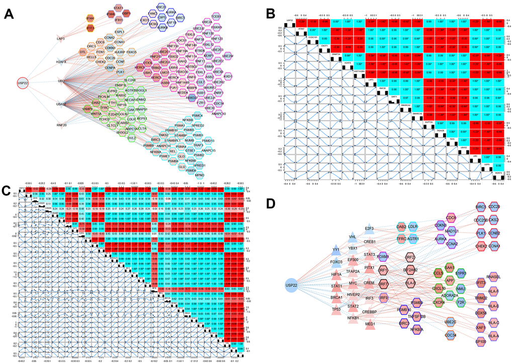 Potential key pivot and transcriptional factors of LUAD regulated by USP22. (A) USP22 regulates multiple modules through pivot genes. (B) The transcription factors correlated with USP22. (C) The transcription factors correlated with its target genes. (D) USP22 regulates multiple modules through transcription factors.