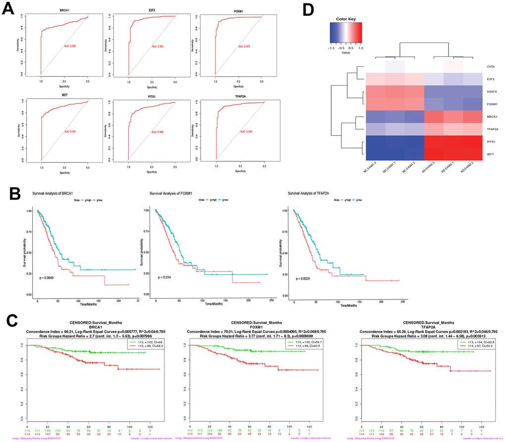 Diagnostic ability and survival curve analysis of transcription factors. (A) ROC curves of 6 genes prove that they have diagnostic ability for LUAD. (B) Survival curves of 3 genes most significantly correlated with LUAD. (C) The effect of 3 genes expression changes on prognosis was verified in GSE31210. (D) Transcription factors differential expression clustering thermogram, the differential expression of these eight pivot genes can be well distinguished USP22-KD H1975 cells and negative control.