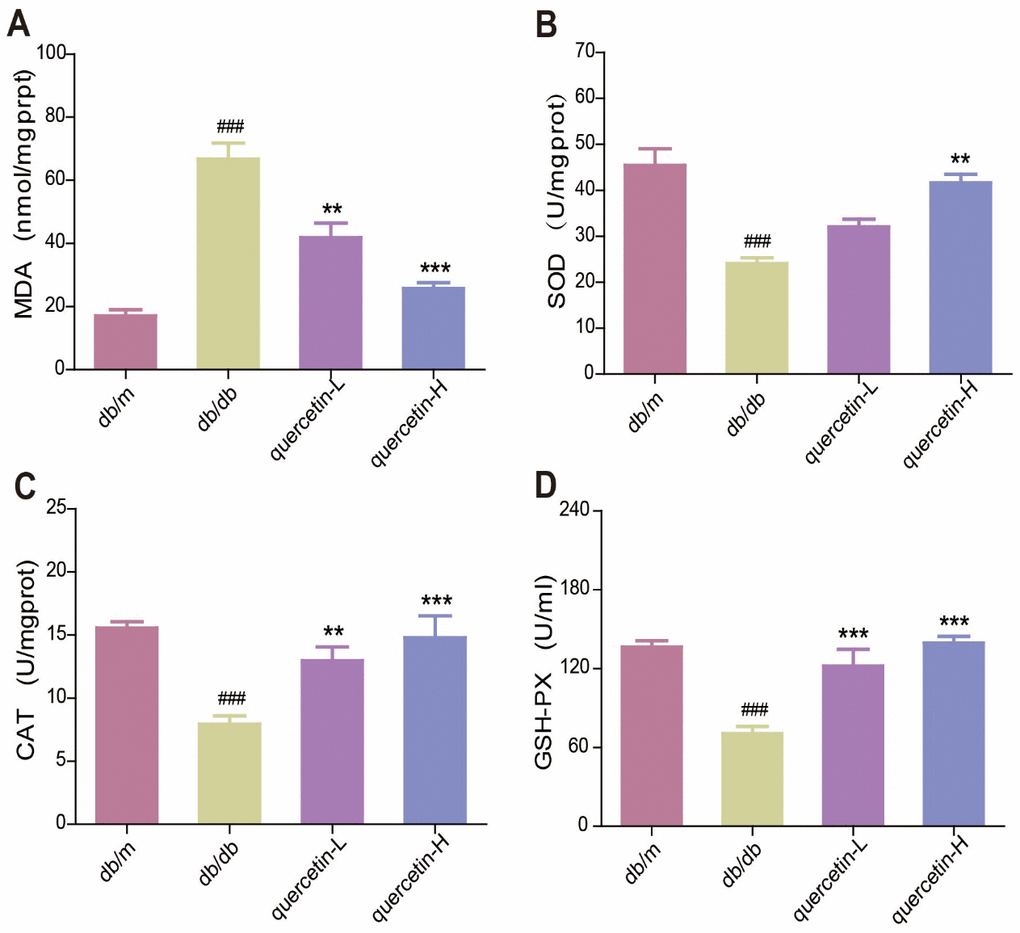 Quercetin decreases oxidative stress in db/db mice. (A) MDA. (B) SOD. (C) CAT. (D) GSH-PX. Quercetin-L: 35mg/kg/d; Quercetin-H: 70mg/kg/d. Data represent mean ± SEM (n = 10 per group). #p p p p p p 