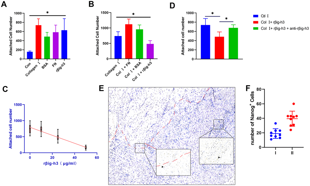 Cell attachment of βig-h3 to iTDSCs. (A) The cell attachment of iTDSCs to collagen I, BSA, FN, rβig-h3, or nothing. (B) iTDSCs attachment to collagen type I in the presence of BSA, FN, or rβig-h3. (C) The association between the dose of rβig-h3 and the number of attached cells. (D) The cell attachment of iTDSCs to collagen I in the presence of rβig-h3 with/without anti-rβig-h3. (E, F) The immunohistological staining of Nanog+ cells (brown, black arrow). The area above the red dotted line is the injured tendon. The positive cells were counted as the follows: I. area around the tendon (half of the 40X view is the tendon tissue) II. area except the tendon (without any tendon tissue)*p 