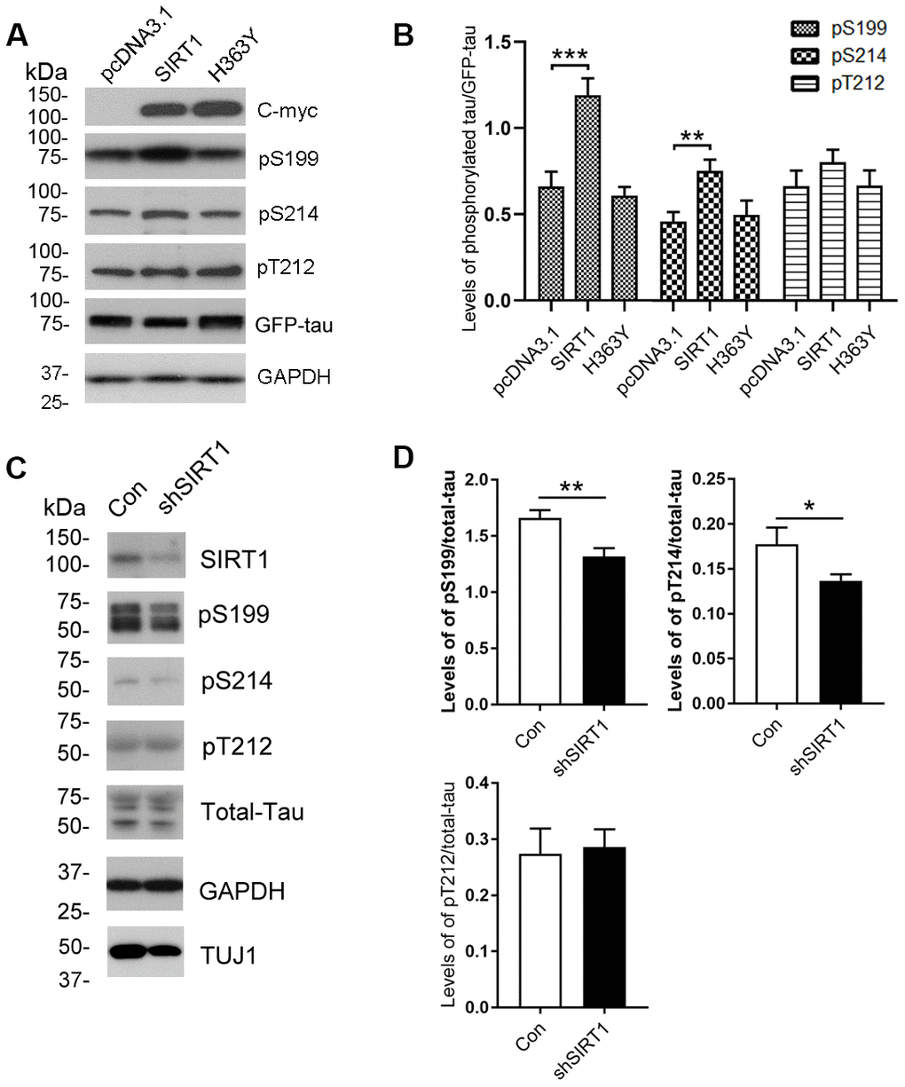 Changes of site-specific phosphorylation levels of tau in HEK-293A cells and primary cortical neurons. (A) The levels of total tau and the indicated site-specific phosphorylation levels of tau in the extracts of HEK-293A cells transfected with GFP-tau441 together with SIRT1 or H363Y were analyzed by western blot developed with anti-GFP antibody and with several phosphorylation-dependent/site-specific tau antibodies shown in right side of the panel. (B) Blots in panel A were quantified after normalization with the GFP-tau level, and the relative levels of site-specific tau phosphorylation are shown as mean ± S.D. (n=3), **, p p C) The levels of total tau and tau phosphorylated at the indicated phosphorylation sites in the extracts of cortical neurons of E18 rats were analyzed by western blots developed with R134d against total tau and with several phosphorylation-dependent/site-specific tau antibodies shown in right side of the panel. Tuj1 was used as a neuronal cell marker for western blot. The cortical neurons of E18 rats were infected with lentiviral-shSIRT1 or its empty vectors for 3 days to knockdown the endogenous expression level of SIRT1. The virus containing empty vectors were used as controls. (D) Blots in panel C were quantified after normalization with the total tau level, and the relative levels of site-specific tau phosphorylation are shown as mean ± S.D. (n=3), *, p p 