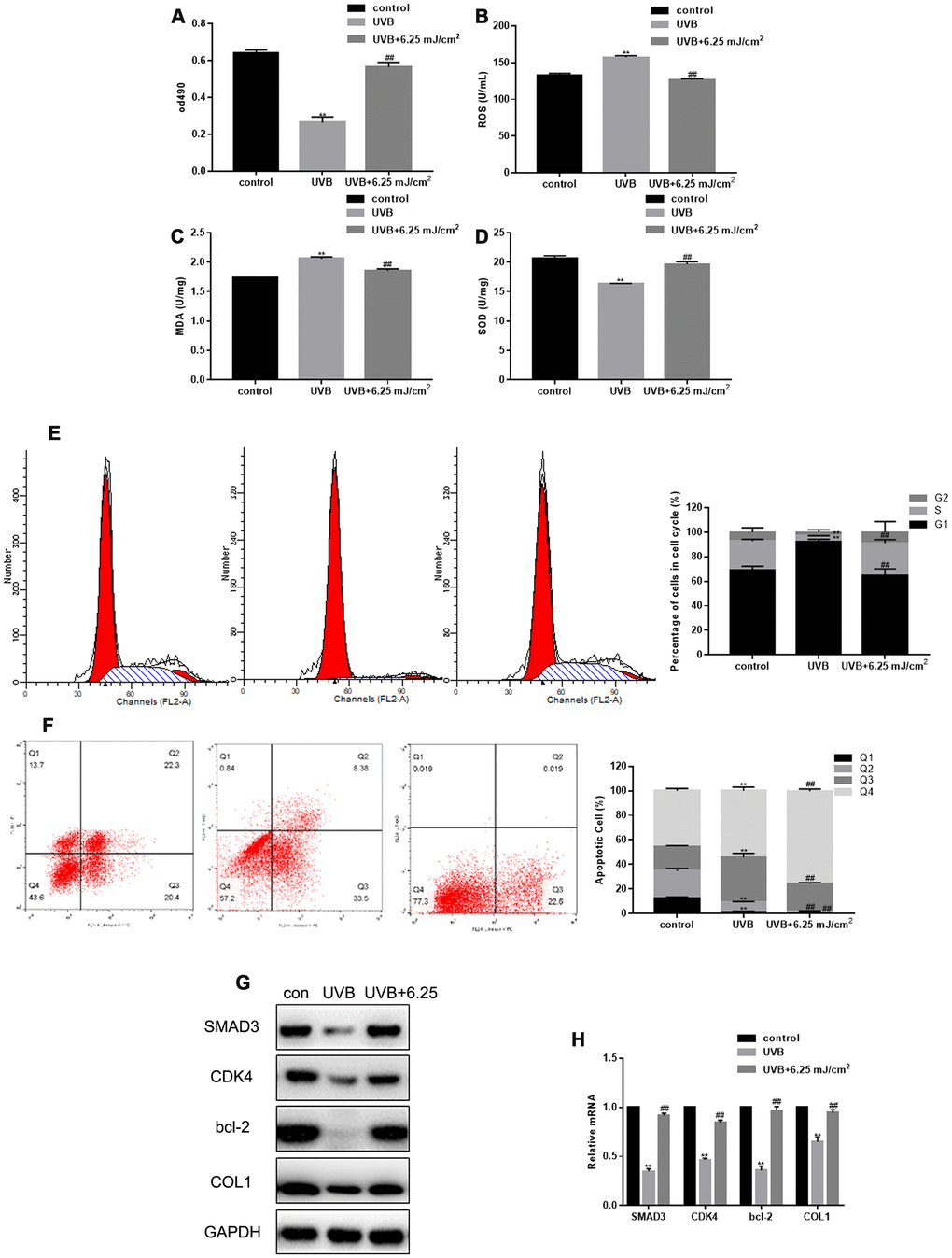 CO2 lattice laser suppresses cell senescence induced by UVB. (A) Proliferation of fibroblasts treated with control, UVB, or UVB and 6.25 mJ/cm2 CO2 Lattice Laser. Data are shown as mean ± SEM;** P## PB) ELISA of ROS production in cells irradiated by control, UVB, or UVB and 6.25 mJ/cm2 CO2 Lattice Laser. Data are shown as mean ± SEM;** P## PC) ELISA of SOD in cells irradiated by control, UVB or UVB and 6.25 mJ/cm2 CO2 Lattice Laser. Data are shown as mean ± SEM;** P## PD) ELISA of MDA in cells irradiated by control, UVB or UVB and 6.25 mJ/cm2 CO2 Lattice Laser. Data are shown as mean ± SEM;** P## PE) Cell cycle analyzed by flow cytometry after treatment with control, UVB or UVB and 6.25 mJ/cm2 CO2 Lattice Laser. Data are shown as mean ± SEM.** P## PF) Apoptosis was detected by Annexin V-PI after treatment with control, UVB or UVB and 6.25 mJ/cm2 CO2 Lattice Laser. Data are shown as mean ± SEM.** P## PG, H) Expression of SMAD3, CDK4, Bcl-2, and COL1 analyzed by western blotting and RT-PCR. Data are shown as mean ± SEM;** P## P