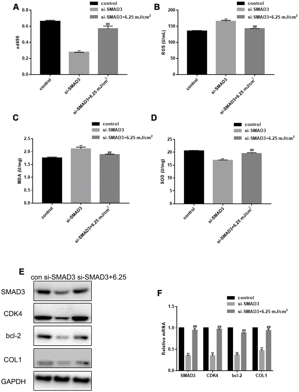 CO2 Lattice Laser Reduces Cell Senescence through SMAD3. (A) Proliferation of fibroblasts treated with control, si-SMAD3 or si-SMAD3 and 6.25 mJ/cm2 CO2 Lattice Laser. Data are shown as mean ± SEM.** P## PB) ROS production in cells irradiated by control, si-SMAD3 or si-SMAD3 and 6.25 mJ/cm2 CO2 Lattice Laser. Data are shown as mean ± SEM.** P## PC) MDA expression in cells irradiated by control, si-SMAD3 or si-SMAD3 and 6.25 mJ/cm2 CO2 Lattice Laser. Data are shown as mean ± SEM.** P## PD) SOD expression in cells irradiated by control, si-SMAD3 or si-SMAD3 and 6.25 mJ/cm2 CO2 Lattice Laser. Data are shown as mean ± SEM.** P## PE, F) Expression of SMAD3, CDK4, Bcl-2, and COL1 analyzed by western blotting and RT-PCR in cells treated with control, si-SMAD3 or si-SMAD3 and 6.25 mJ/cm2 CO2 Lattice Laser. Data are shown as mean ± SEM;** P## P