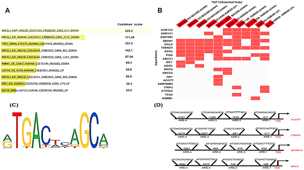 In silico analysis of NRF2 binding sites. (A) Bar graph showing the top 10 enriched transcription factor perturbation followed by expression datasets (highest p value) after the input of the 80 differentially methylated genes using enrichr database. 5 data sets where NRF2 was Perturbed among the top 10 enriched terms (highest p value). (B) Heatmap showing the differentially-methylated genes (20 genes) that were enriched in any of the top 10 enriched terms. The heatmap shows 15 out of these 20 genes enriched in 5 datasets where NRF2 was Perturbed. (C) The NRF2 binding motif as provided by JASPER. (D) Schematic representation of the locations of in silico-predicted NRF2 binding sites (AREs) in the promoter regions of the human ACOT7, LNOP2, SCNN1A, and BRF2 genes.