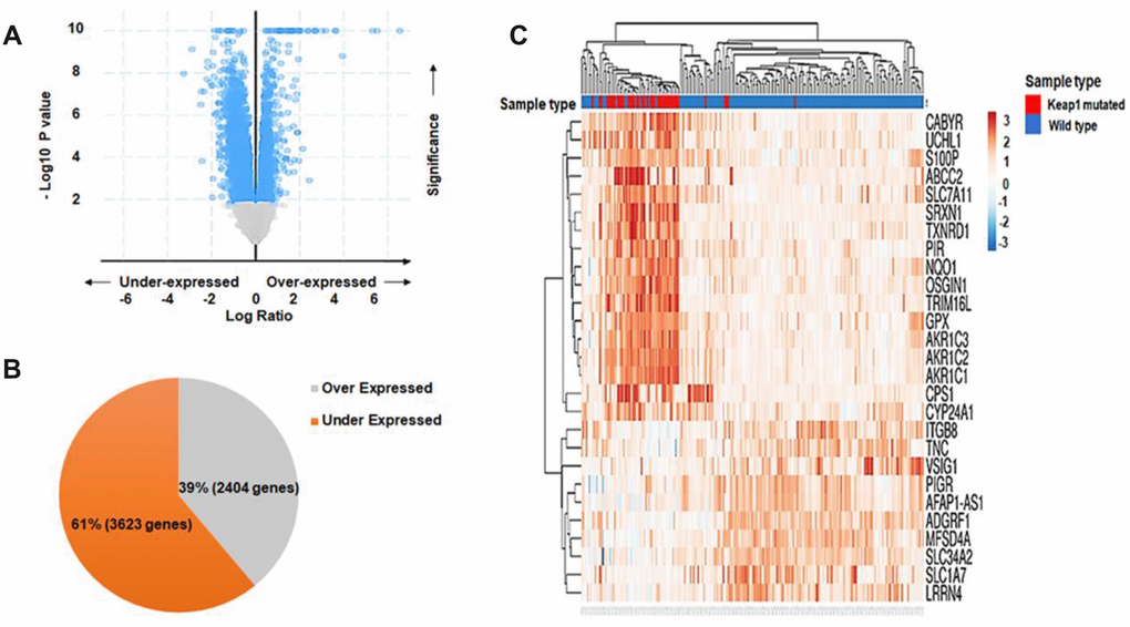 Differential gene expression analysis. (A) Volcano plot showing the distribution of DEGs between KEAP1-mutated and wild-type LUAD patient samples based on significance and fold change. (B) Pie chart showing the percentages of overexpressed and underexpressed genes. (C) Heatmap showing the top DEGs between KEAP1-mutated and wild-type LUAD patient samples with Log Fc>|2| and p 