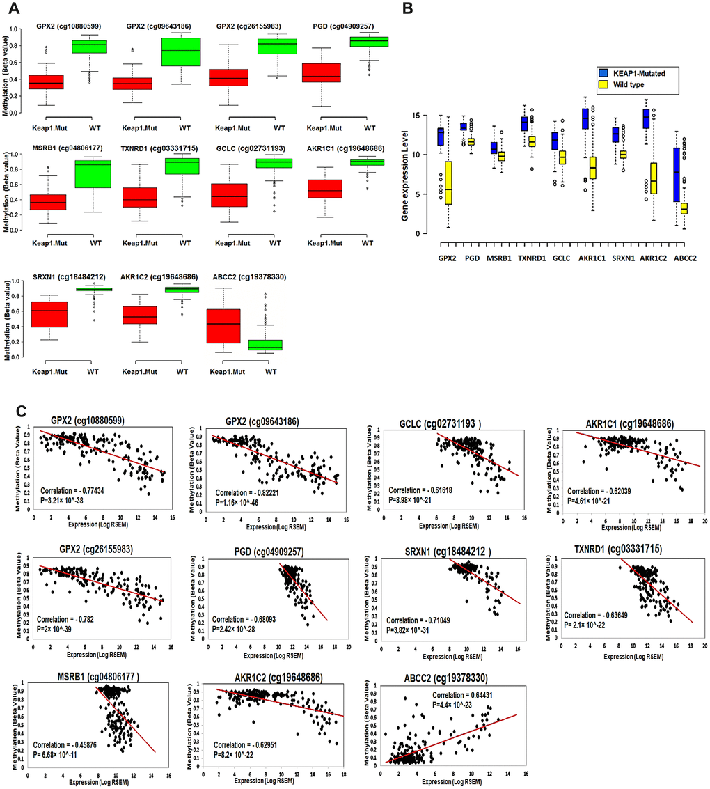 Effect of DNA methylation changes at the 11 CpG sites on the expression of their corresponding genes. (A) Box plots showing the differential methylation of 11 CpG sites between KEAP1-mutated and wild-type tumor samples. These 11 sites belong to the 9 genes included in the top 3 oxidative stress-related GO biological processes obtained by functional annotation analysis of the differentially-methylated genes (WT, wild-type; KEAP1.Mut, KEAP1-mutated). (B) Box plots showing the differential expression of the 9 differentially methylated genes between KEAP1-mutated and wild-type LUAD patient samples. Center lines show the medians; box limits indicate the 25th and 75th percentiles as determined by R software; whiskers extend 1.5 times the interquartile range from the 25th and 75th percentiles; outliers are represented by dots (n =100, 76, 16, 76, and 41 sample points). Boxplots were generated using BoxBlot R webtool. (C) Scatterplots showing the Spearman’s correlation between the methylation of the 11 CpG sites and the expression of their corresponding genes. A strong negative correlation can be seen between the methylation of all the CpG sites and the expression of their corresponding genes except for cg19378330 of the ABCC2 gene, which shows a strong positive correlation.