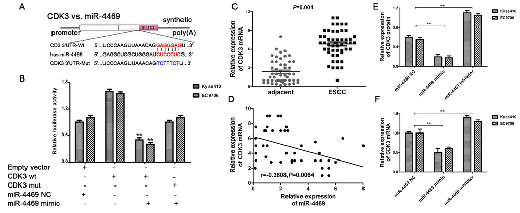 CDK3 was identified as a direct target of miR-4469. (A) Schematic diagram showed that miR-4469 specifically binds to the wild-type 3’-UTR sequence of CDK3. (B) Dual-luciferase assay results. (C) qRT-PCR results showed that CDK3 mRNA was significantly up-regulated in ESCC tissues (n=50), *P **P D) Pearson's correlation showed that CDK3 mRNA was negatively correlated to miR-4469 expression. (E) Western blot and (F) qRT-PCR results showed that the expression of CDK3 proteins and mRNA were significantly decreased in miR-4469 mimic group, and dramatically increased in miR-4469 inhibitor group. *P **P 