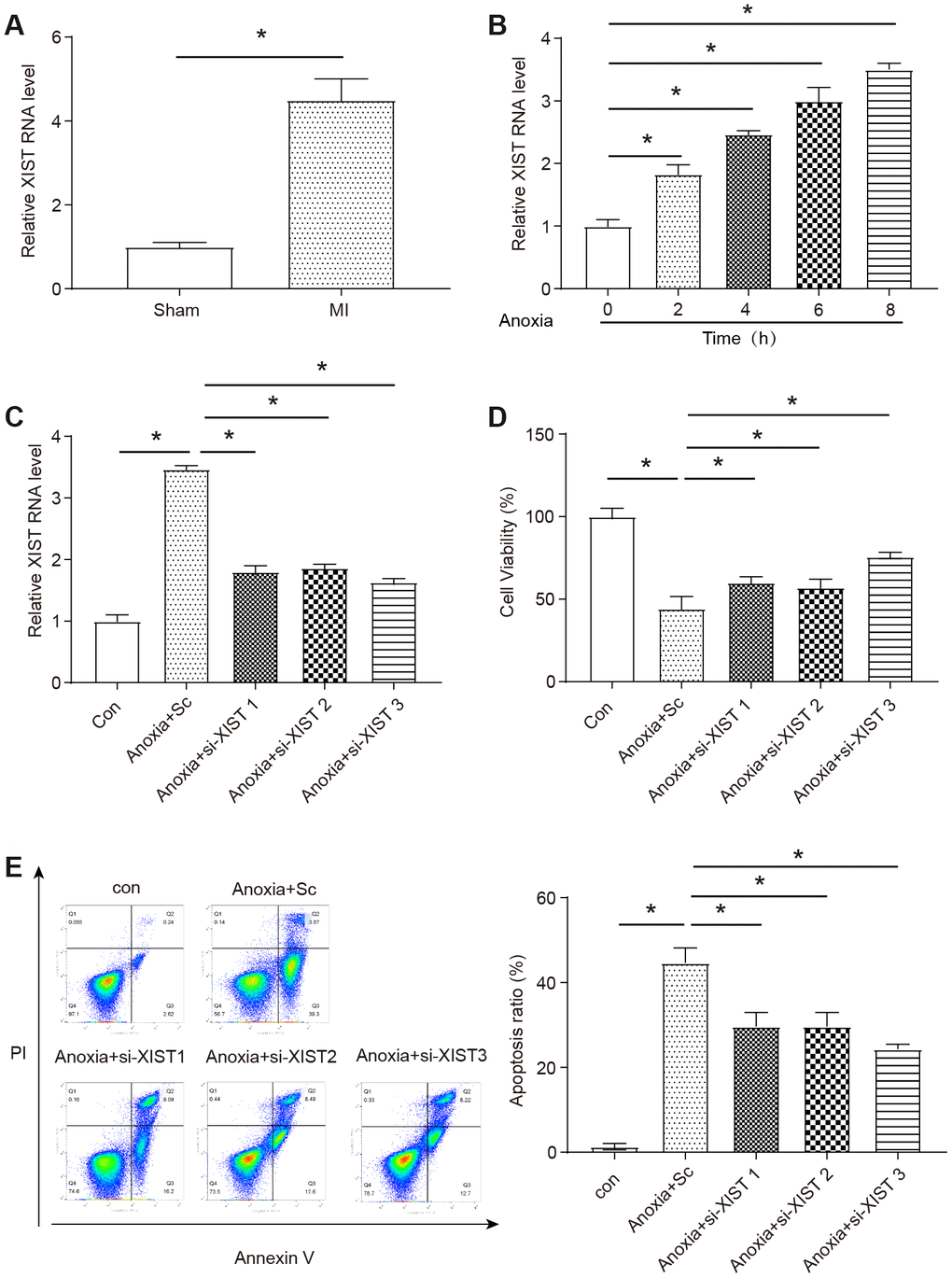 Expression levels of a long non-coding RNA XIST and the role in neonatal mice cardiomyocytes model of anoxia. (A) The level of XIST was measured by qRT-PCR in the infarct zone of mice MI hearts compared to a sham group (n=6). The expression of XIST was significantly upregulated in MI hearts. (B) The level of XIST was measured by qRT-PCR in NMCMs treated with anoxia for 0-8 h (n=3). The expression of XIST was significantly upregulated in NMCMs under anoxia condition. (C) The level of XIST RNA in NMCMs after transfected with XIST siRNAs (S1-S3) and siRNA control. All XIST siRNAs successfully knocked down the expression of XIST (n=3). (D) Cell viability was detected using the MTT assay (n=3). (E) Apoptotic cells were analyzed by flow cytometry after anoxia treatment (n=3). Anoxia condition was induced by placing cells in hypoxia chamber for 8 h. Control: normal culture, Sc: the siRNA control. Data are shown as mean ± SD, * P